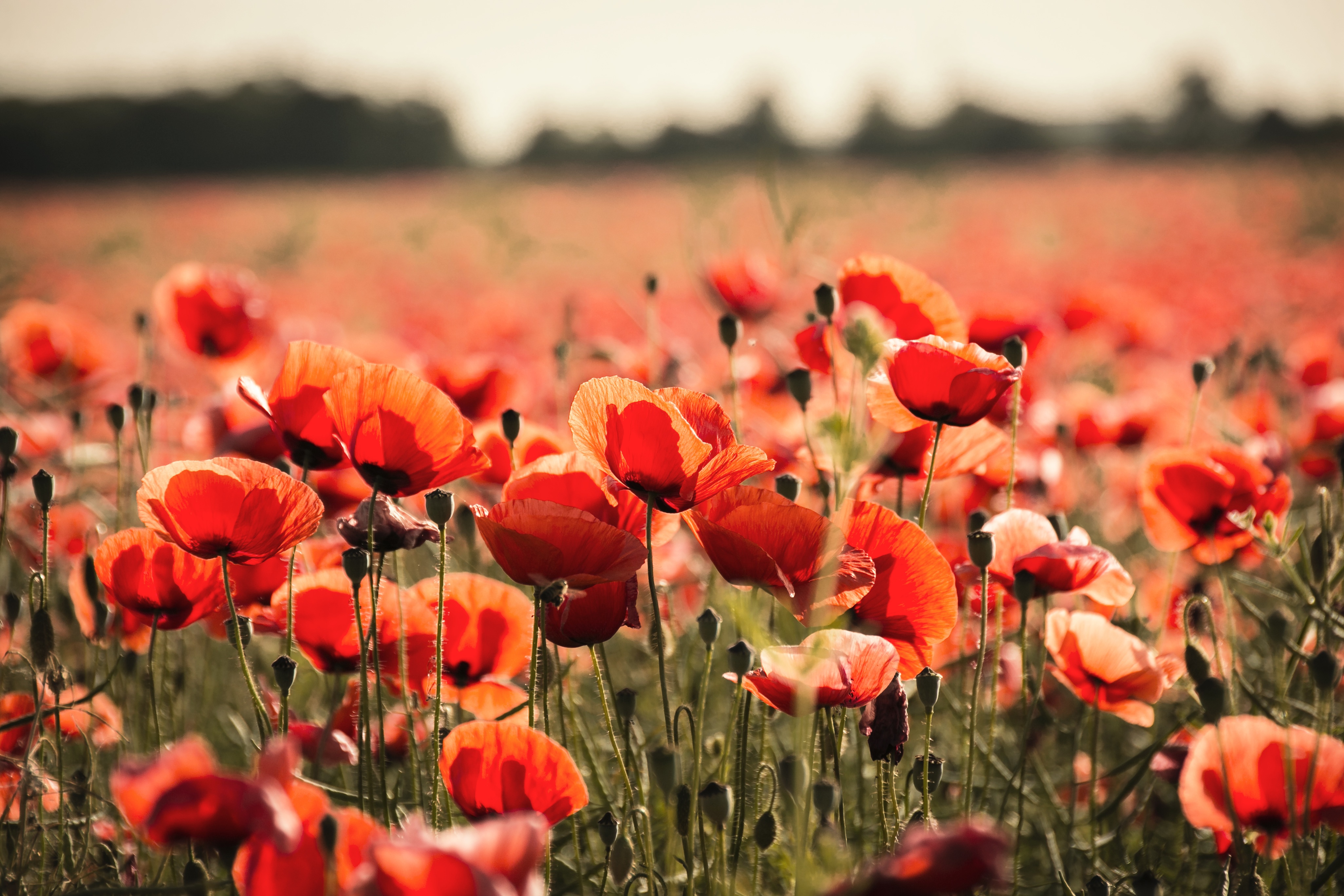 Free photo A big field of red poppies