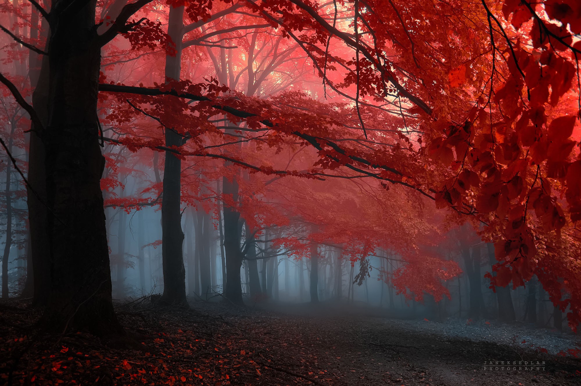 黑暗森林中的红叶