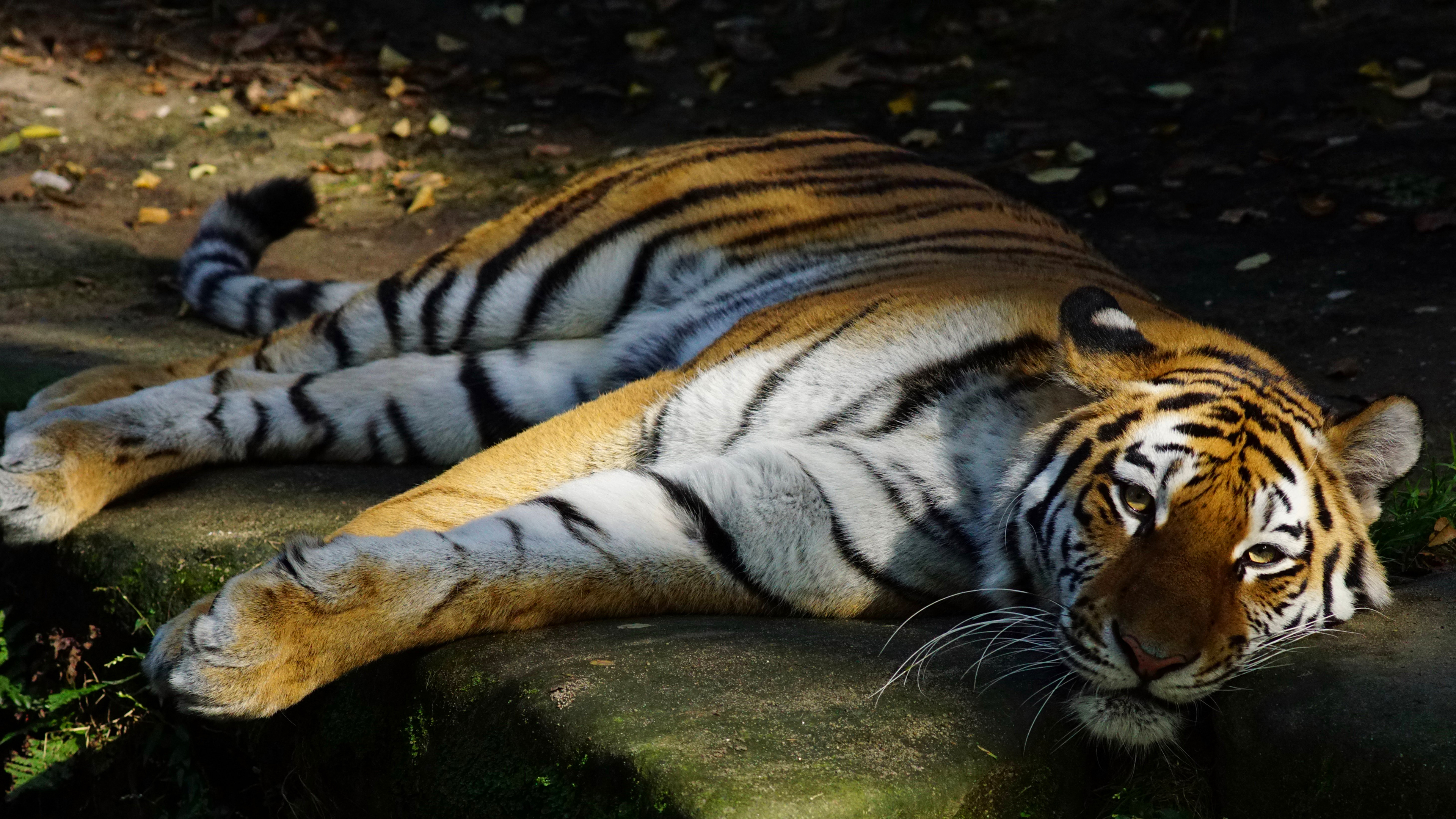 Free photo The handsome tiger lies on the stones