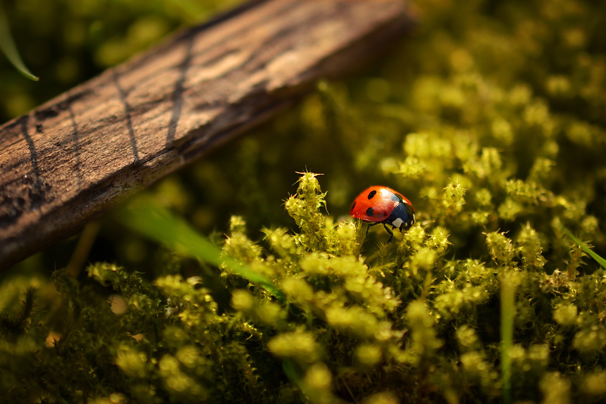 Free photo A ladybug crawls through the flowers.