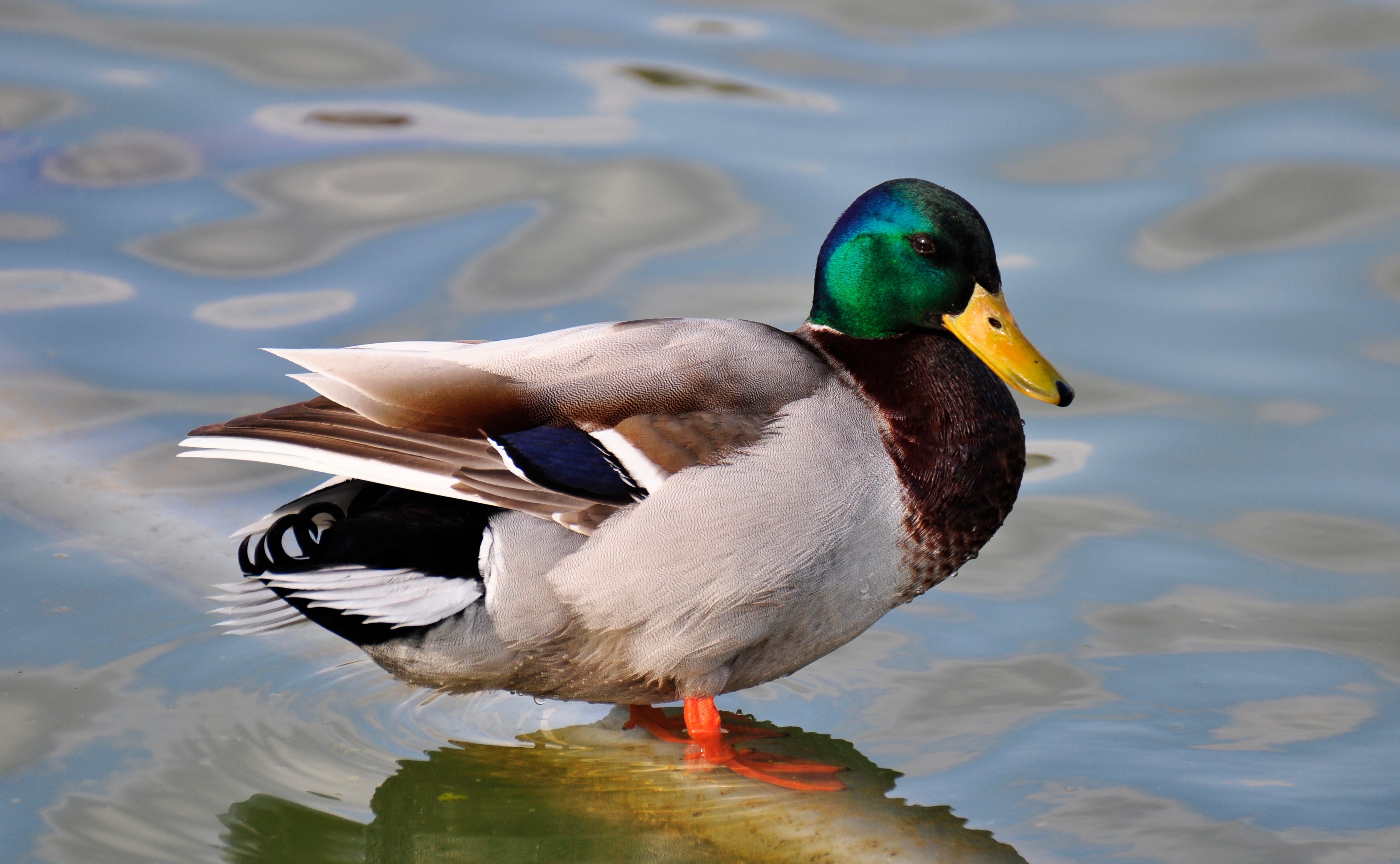 Wallpapers water bird wing on the desktop