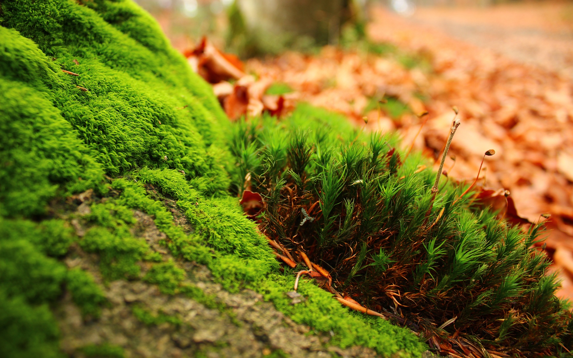 Wallpapers green macro moss on the desktop