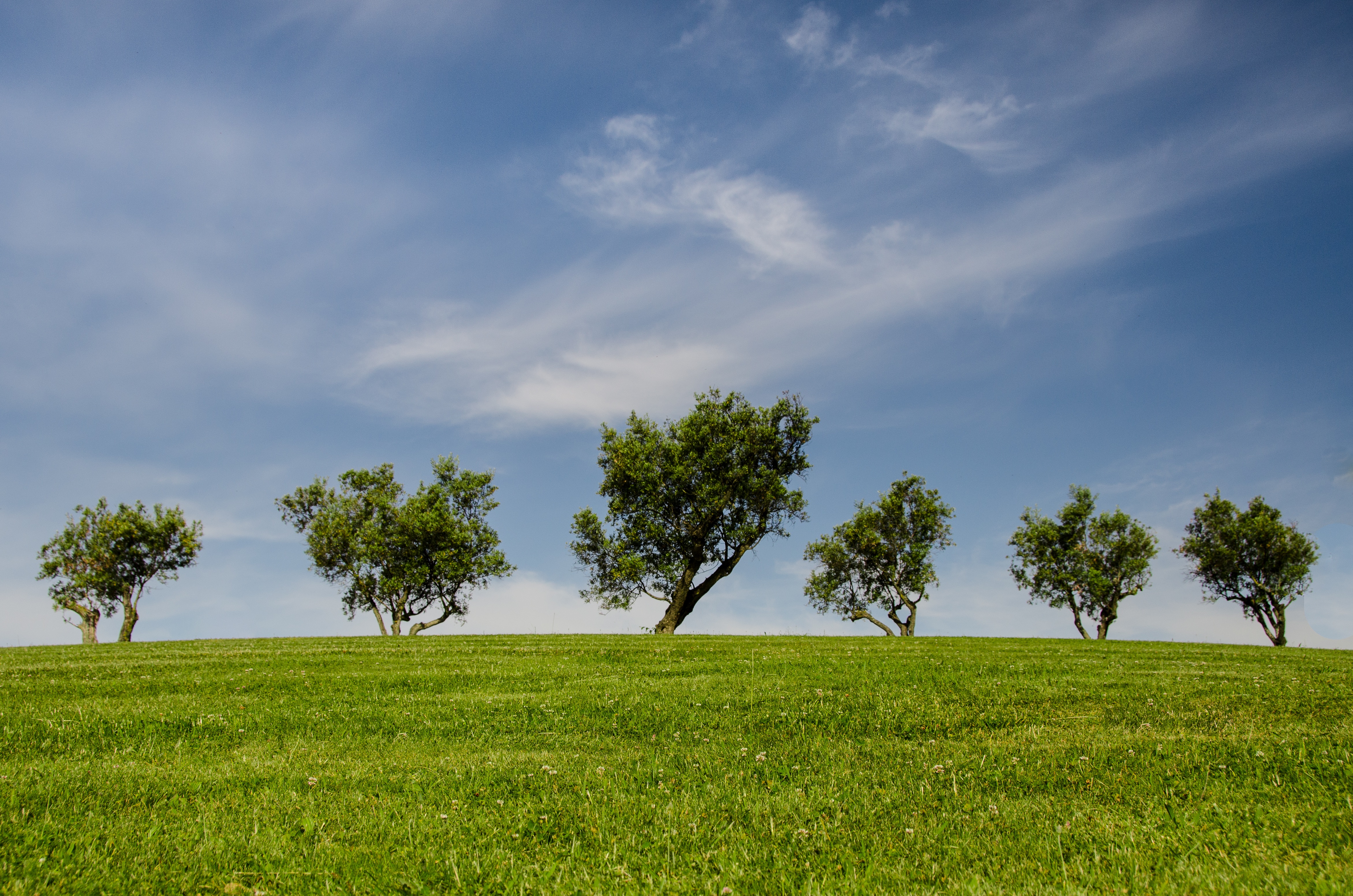 Free photo Savannah with green grass on a field with trees