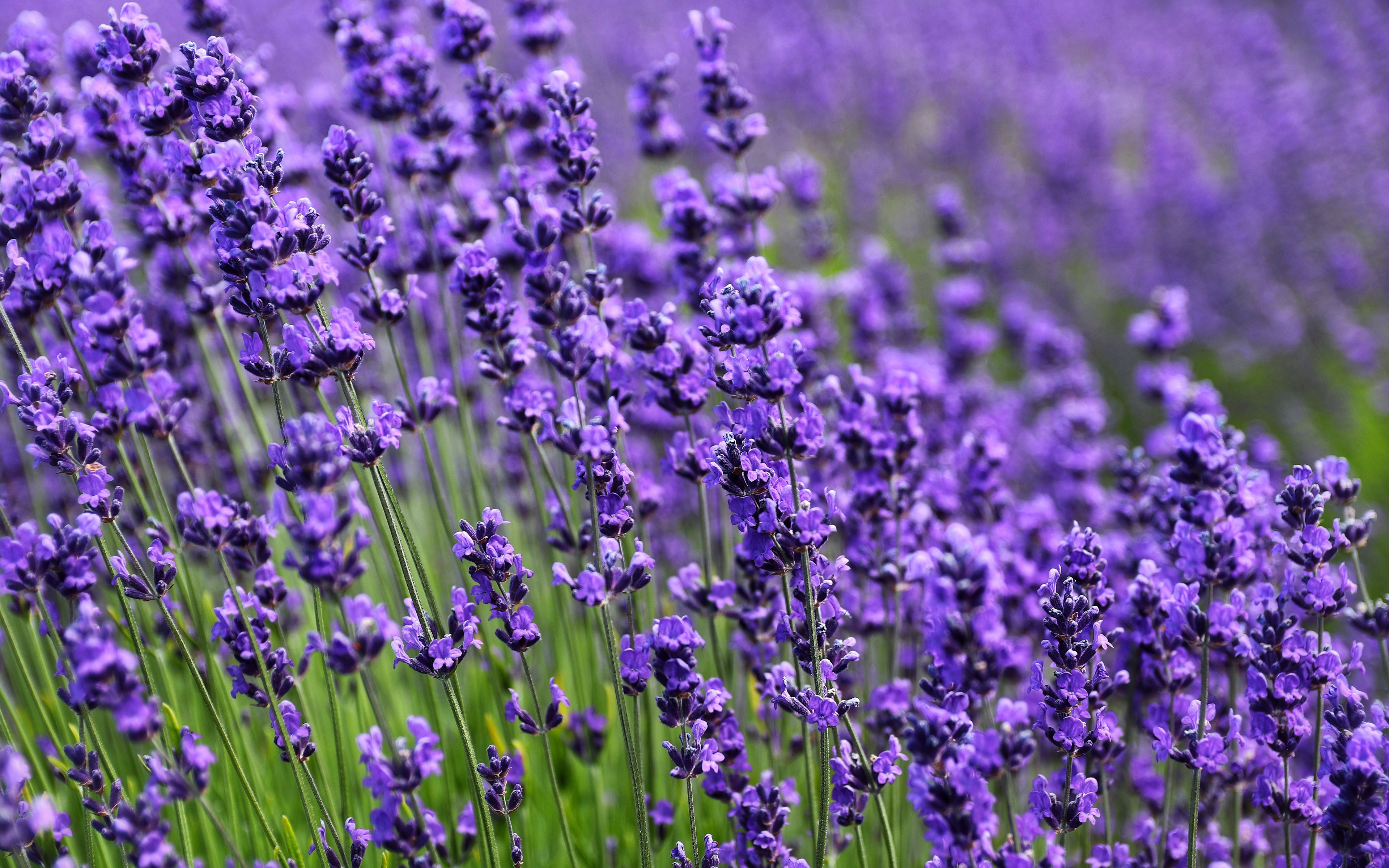 Wallpapers flowers wallpaper purple lavender field wildflowers on the desktop