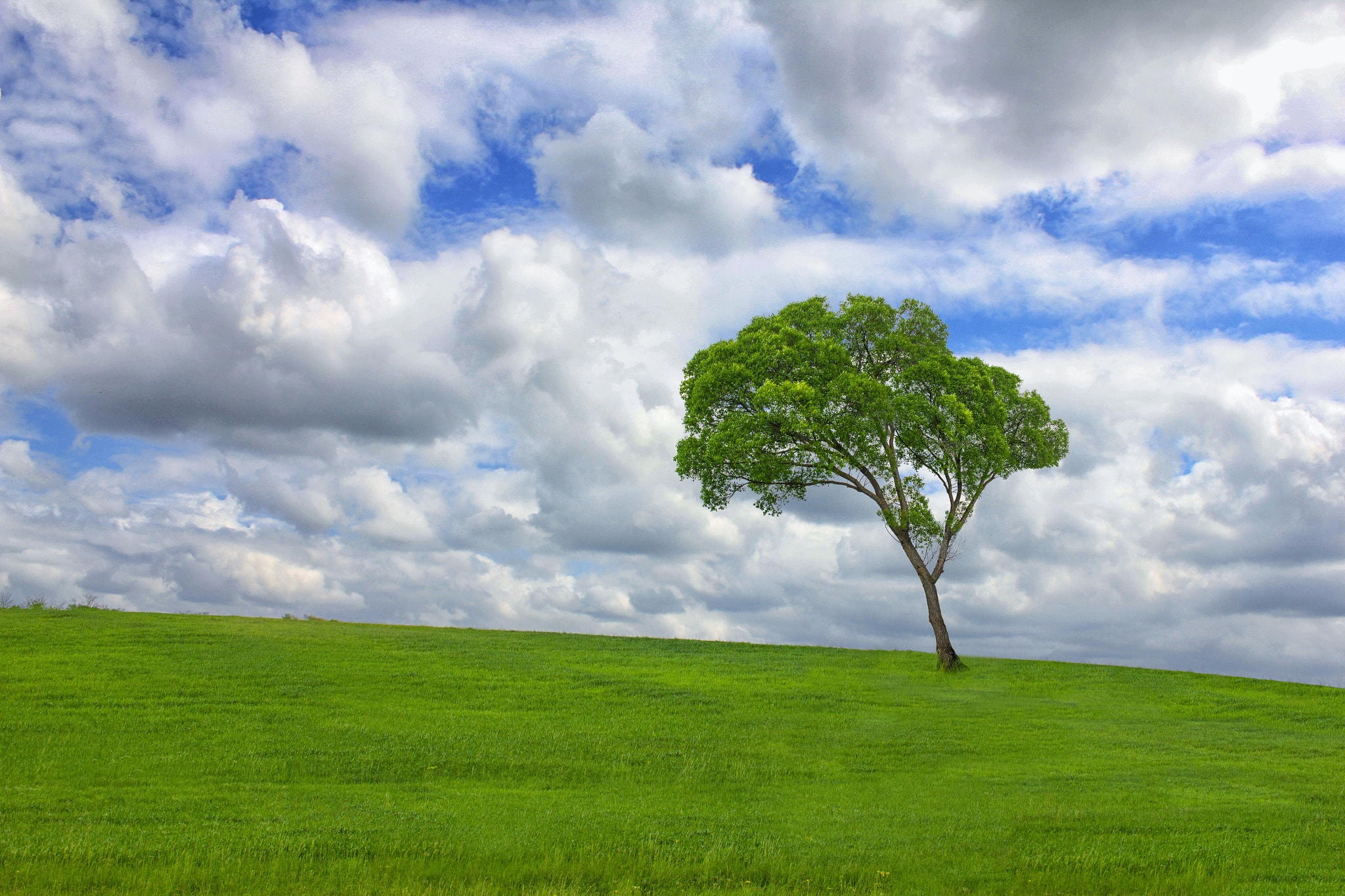 Wallpapers clouds lonely tree field on the desktop