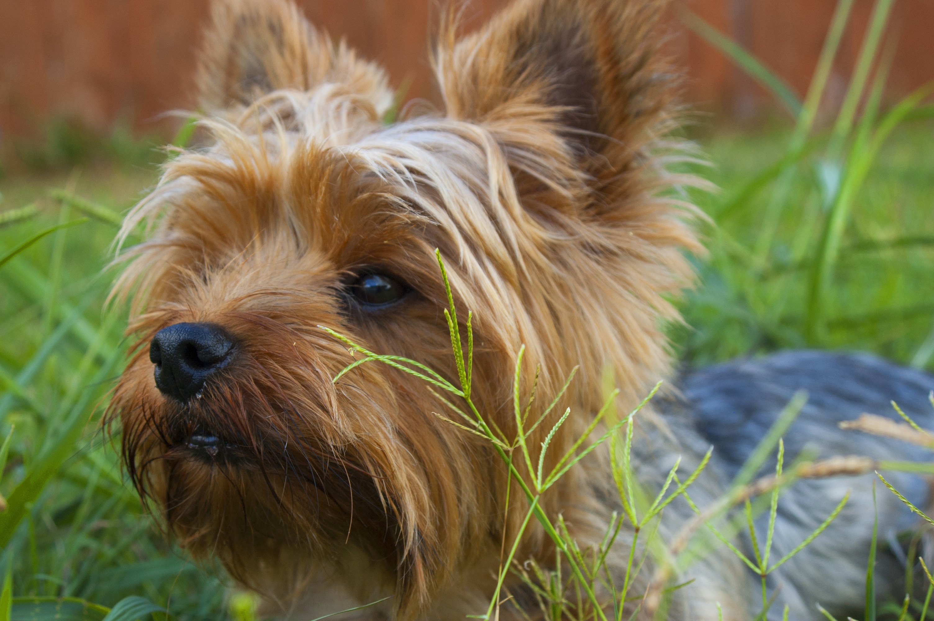 Free photo A Yorkshire terrier`s face.