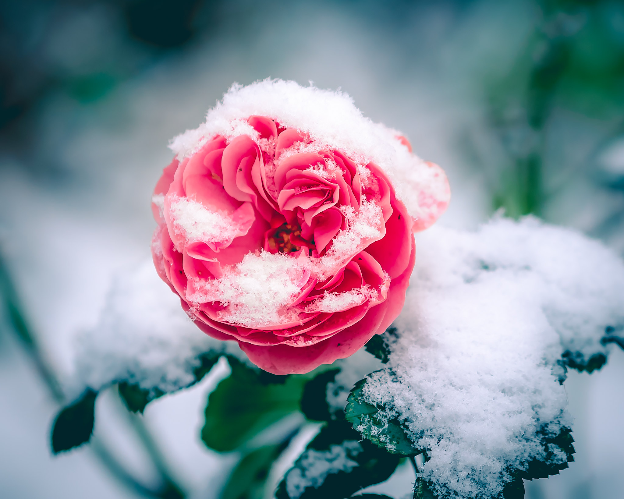 雪中的玫瑰花枝