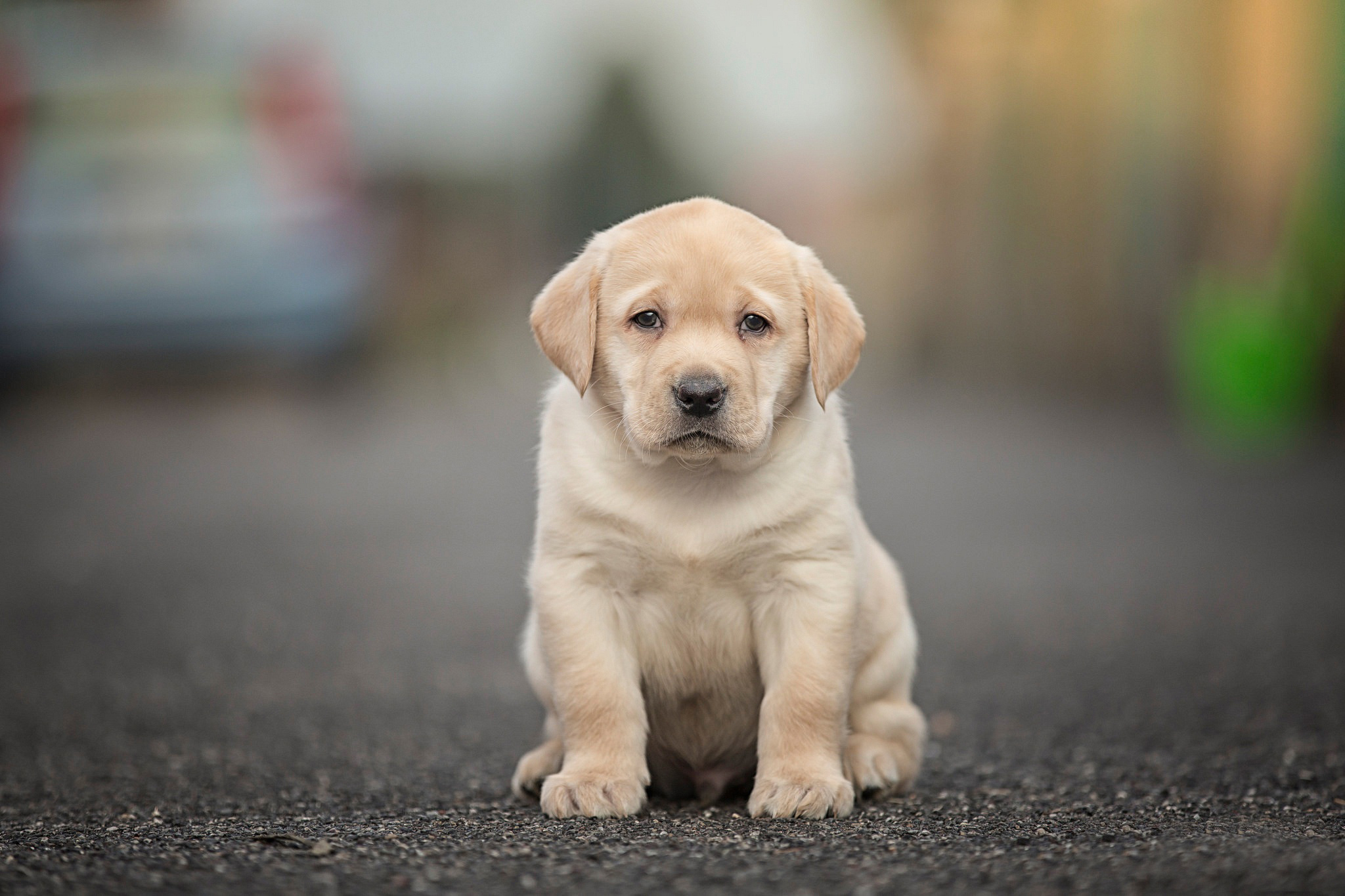 Kid Retriever