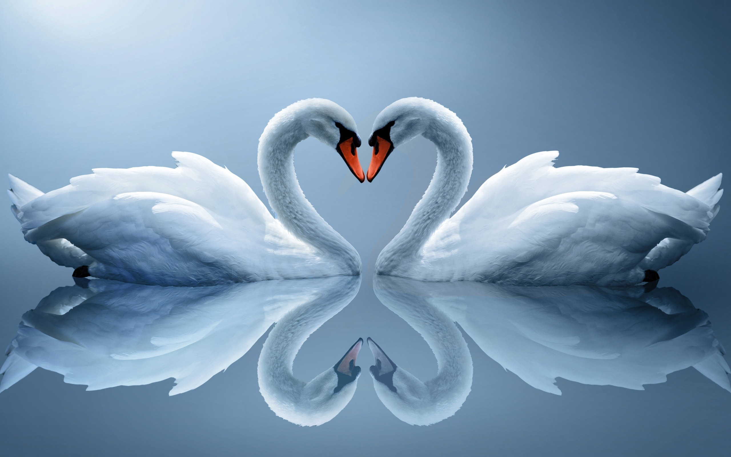 Wallpapers swans couple birds on the desktop