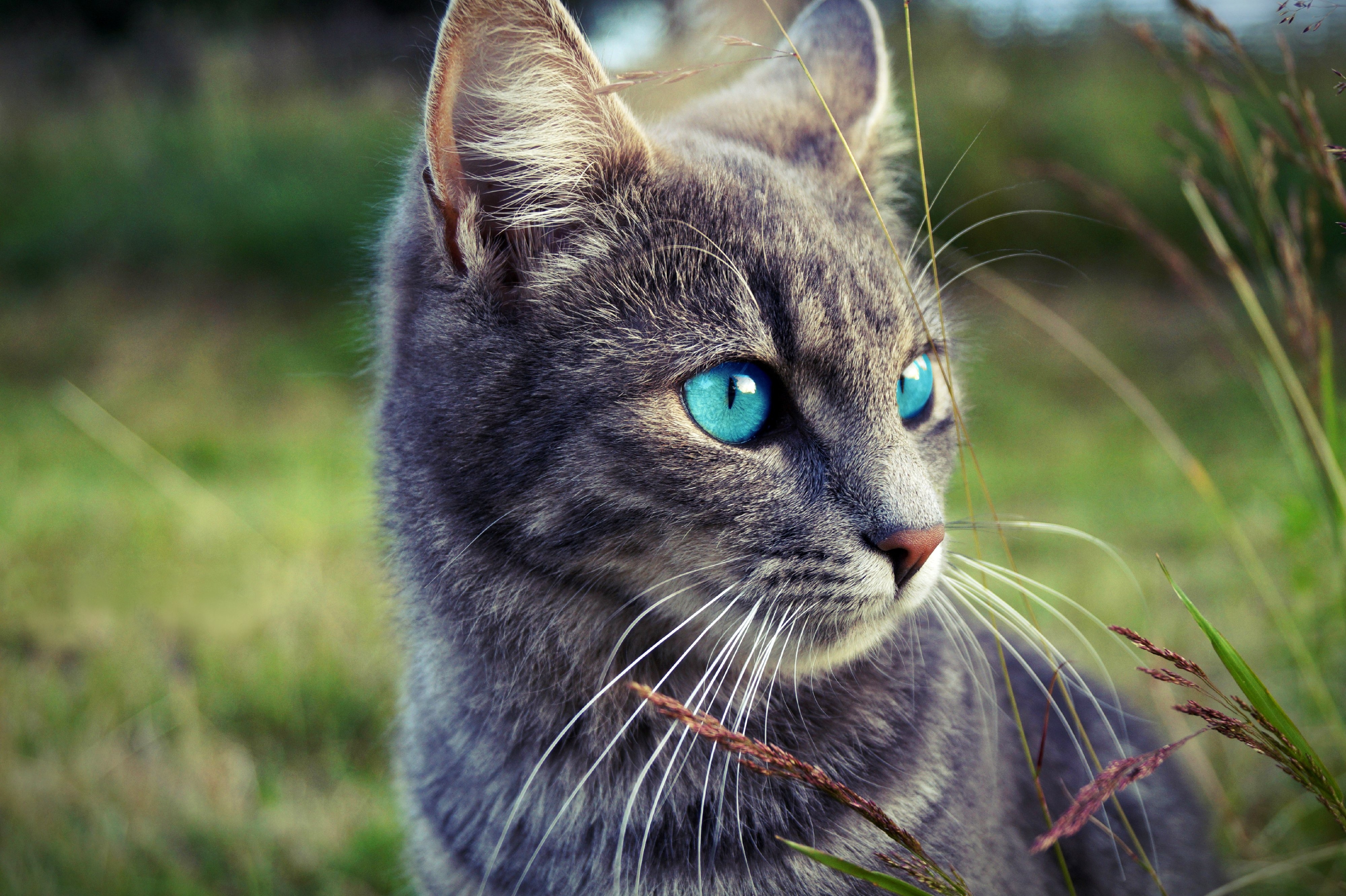 Free photo The blue-eyed kitty looks away