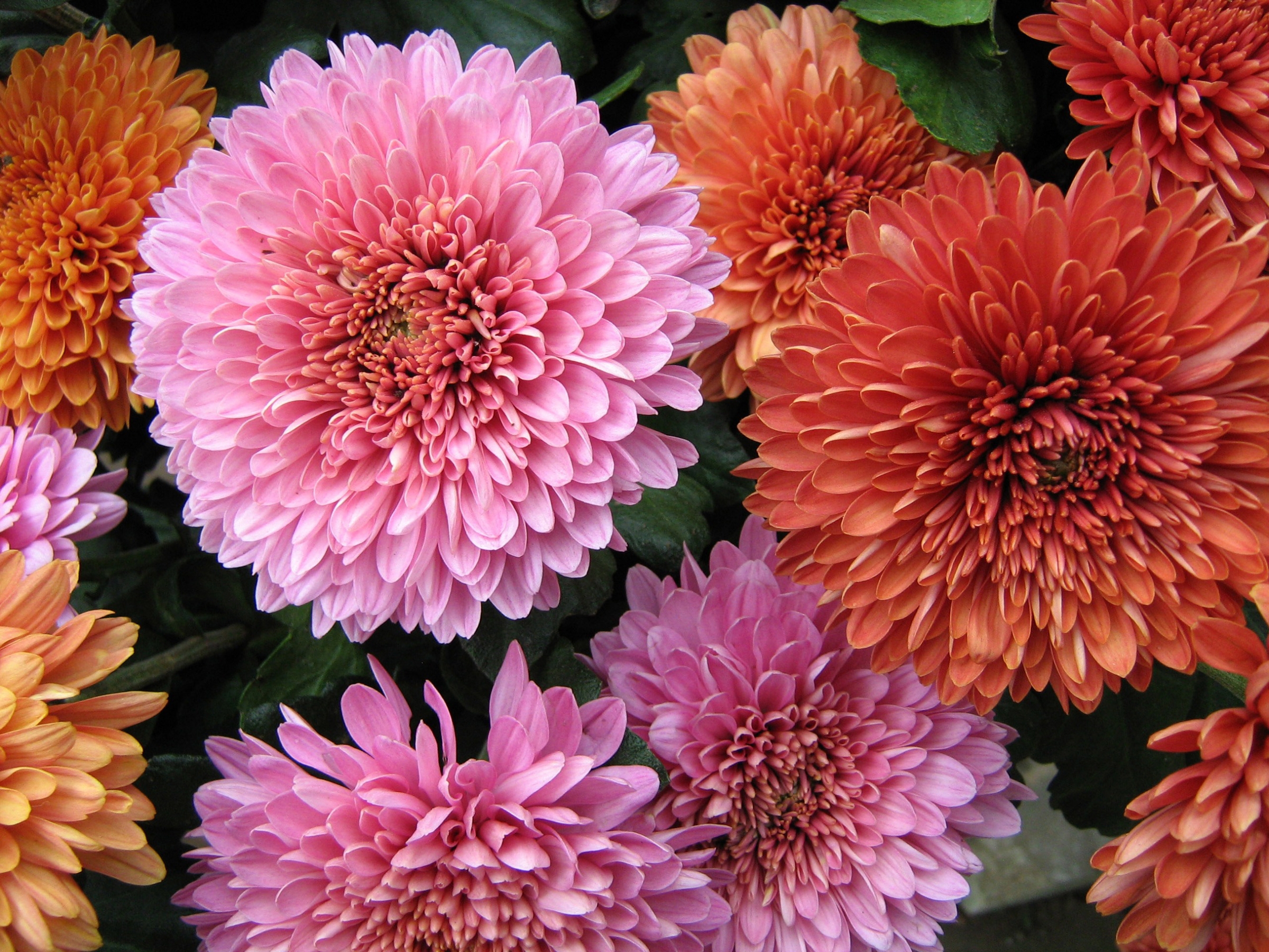 Wallpapers wallpaper chrysanthemum colorful petals on the desktop