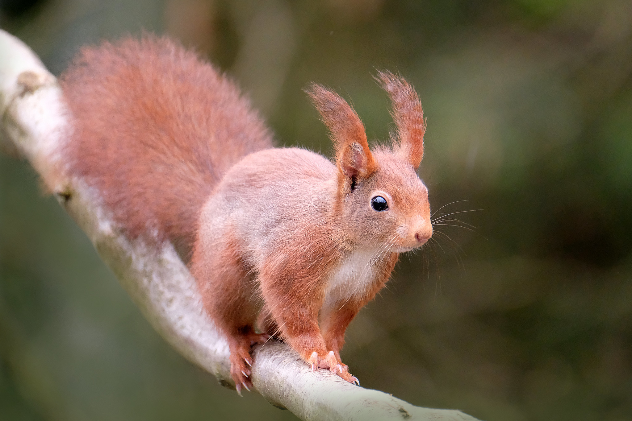 Wallpapers squirrel on branch red animal on the desktop