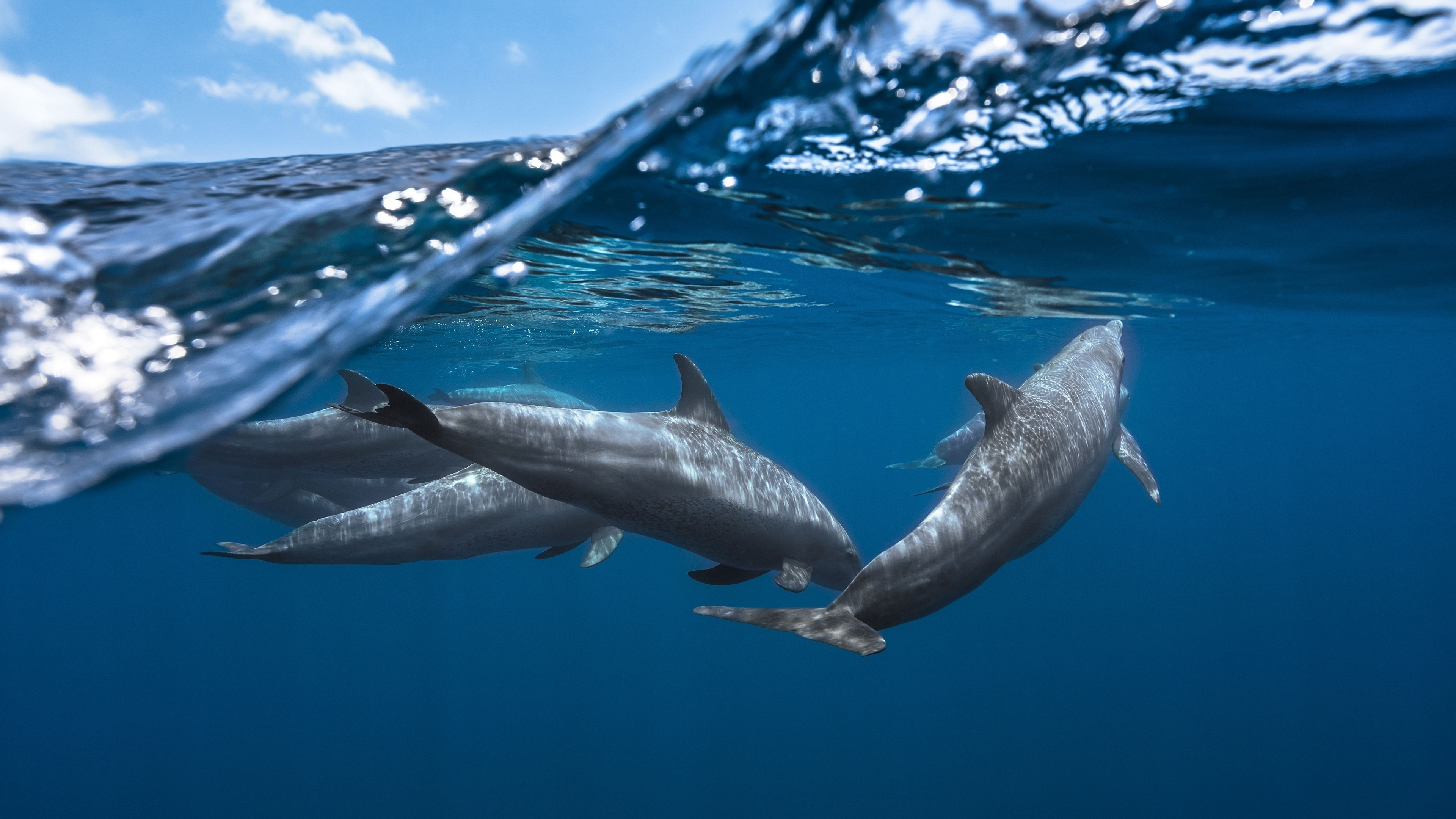 Wallpapers dolphins underwater ocean on the desktop