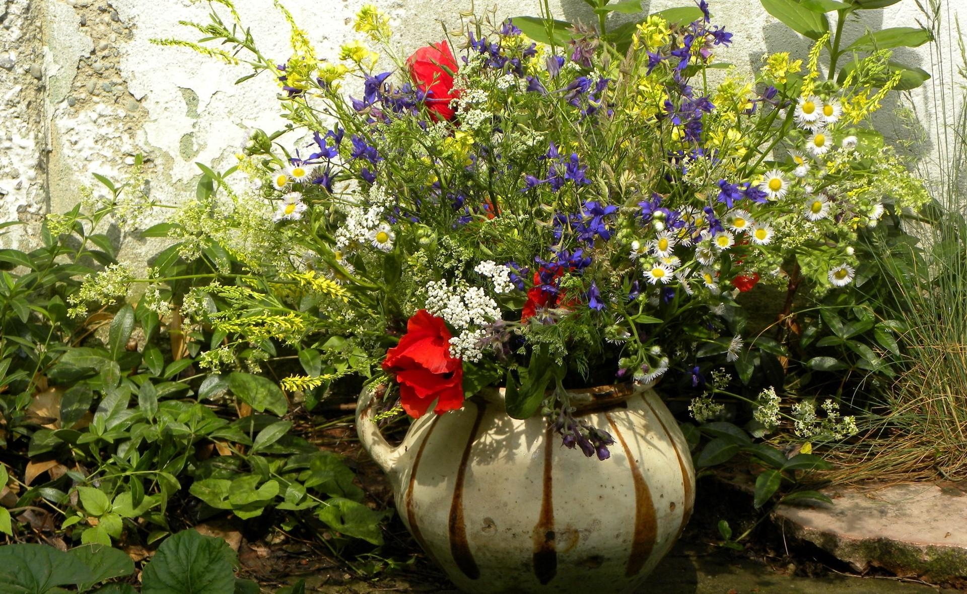 Wallpapers flowers garden field on the desktop