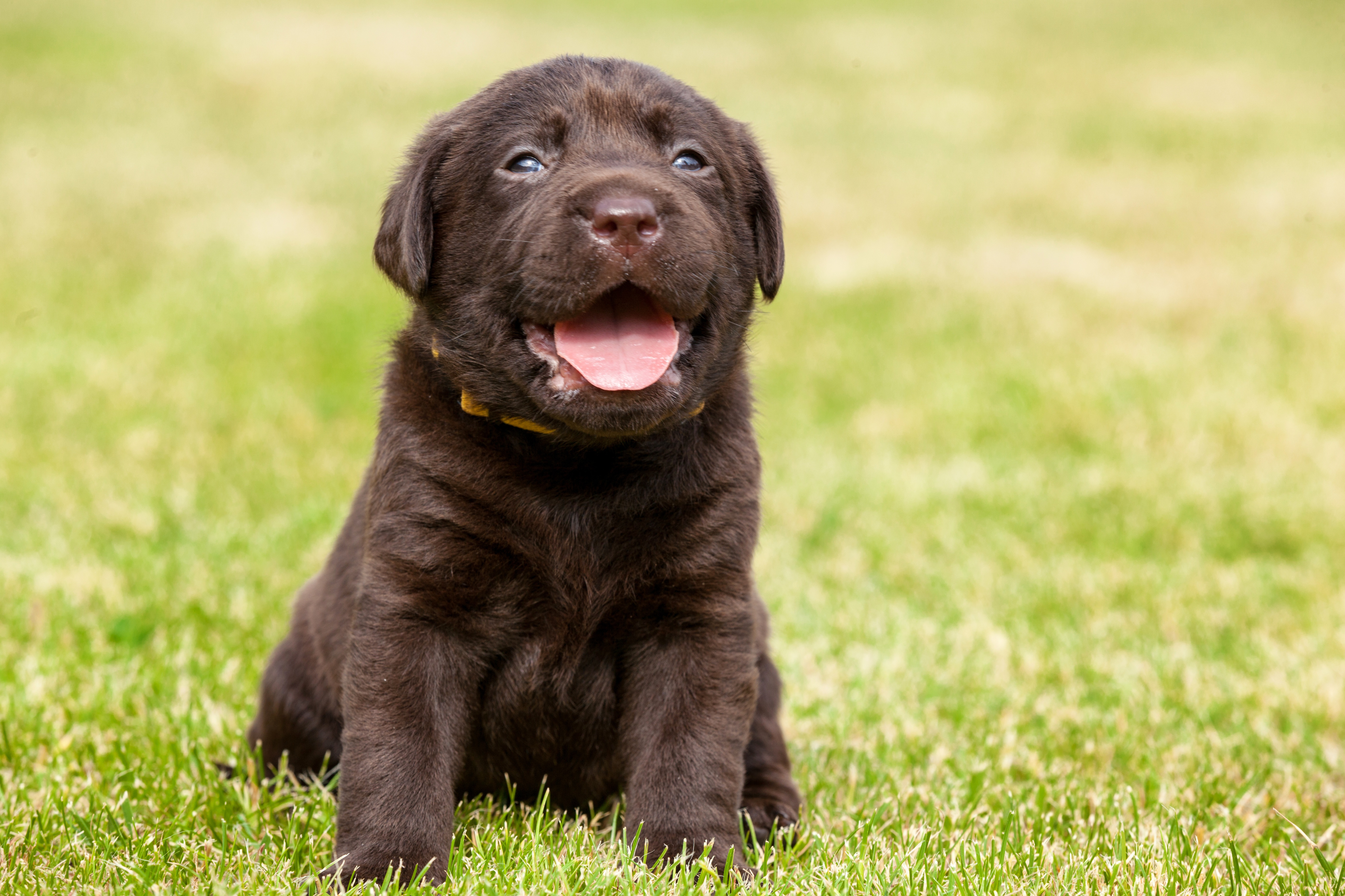 桌面上的壁纸犬类 犬种 脊椎动物