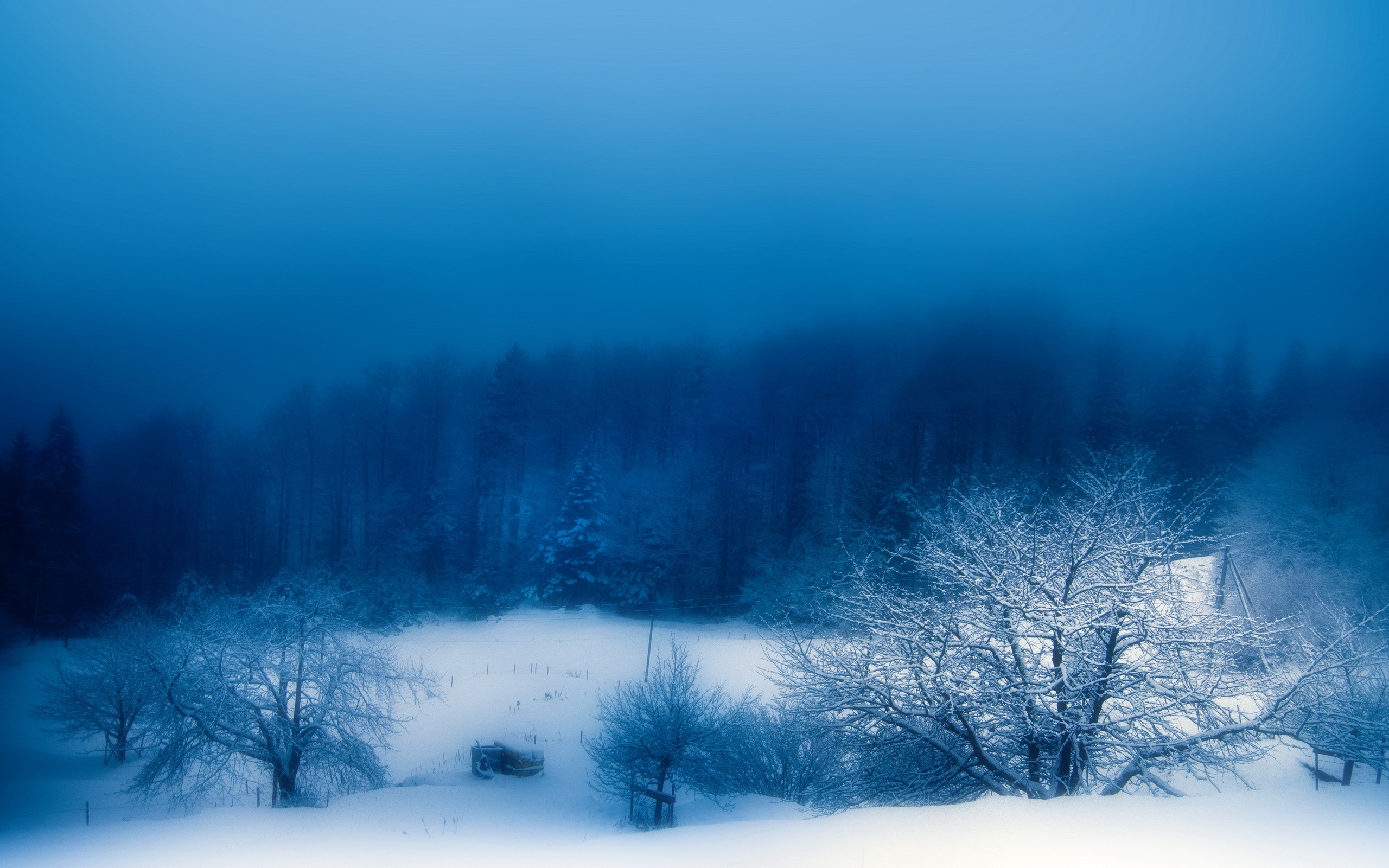 A winter landscape with snow-covered trees and fog, creating an atmosphere of calm and solitude.