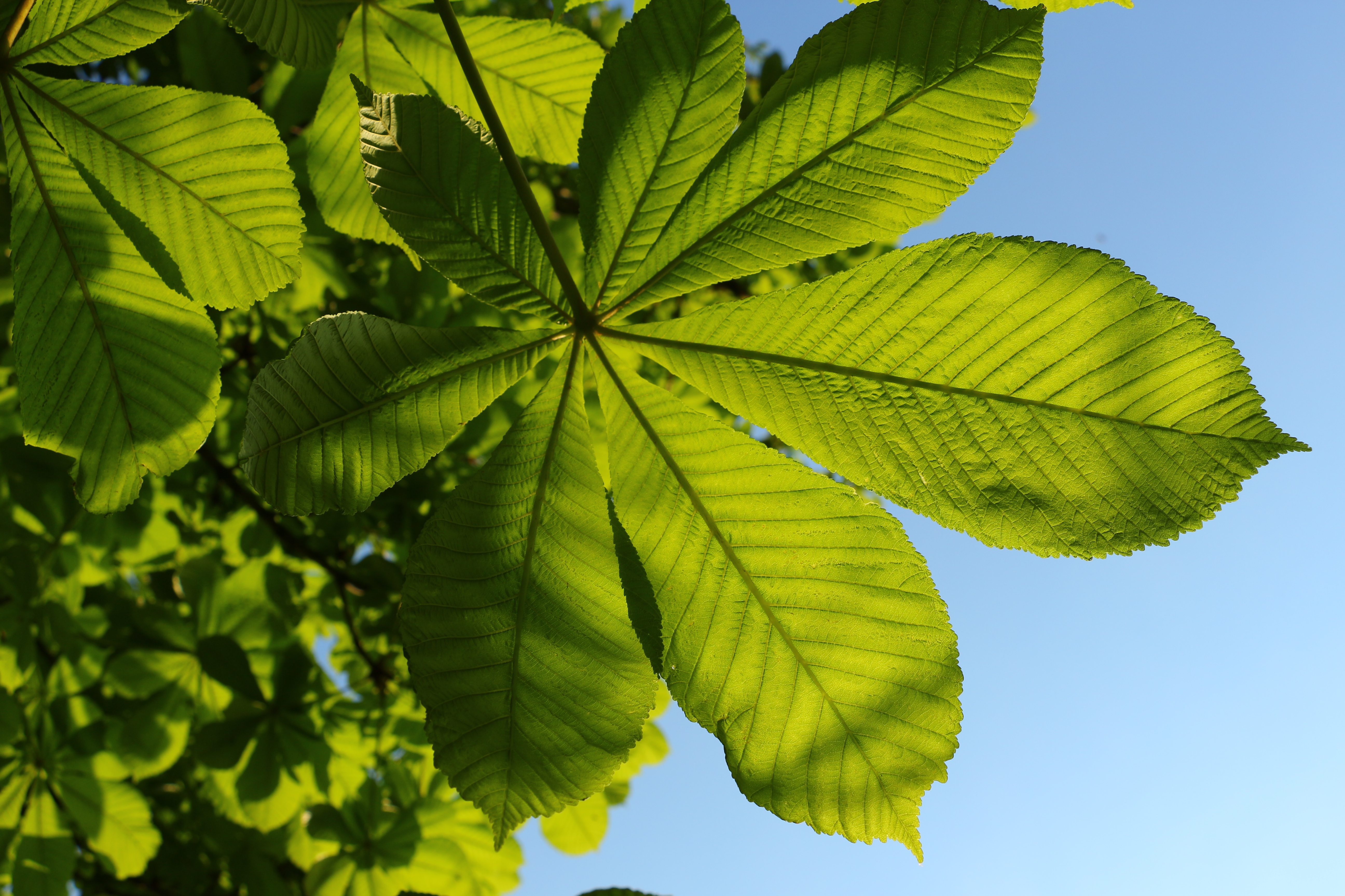 Free photo Unusual green leaves