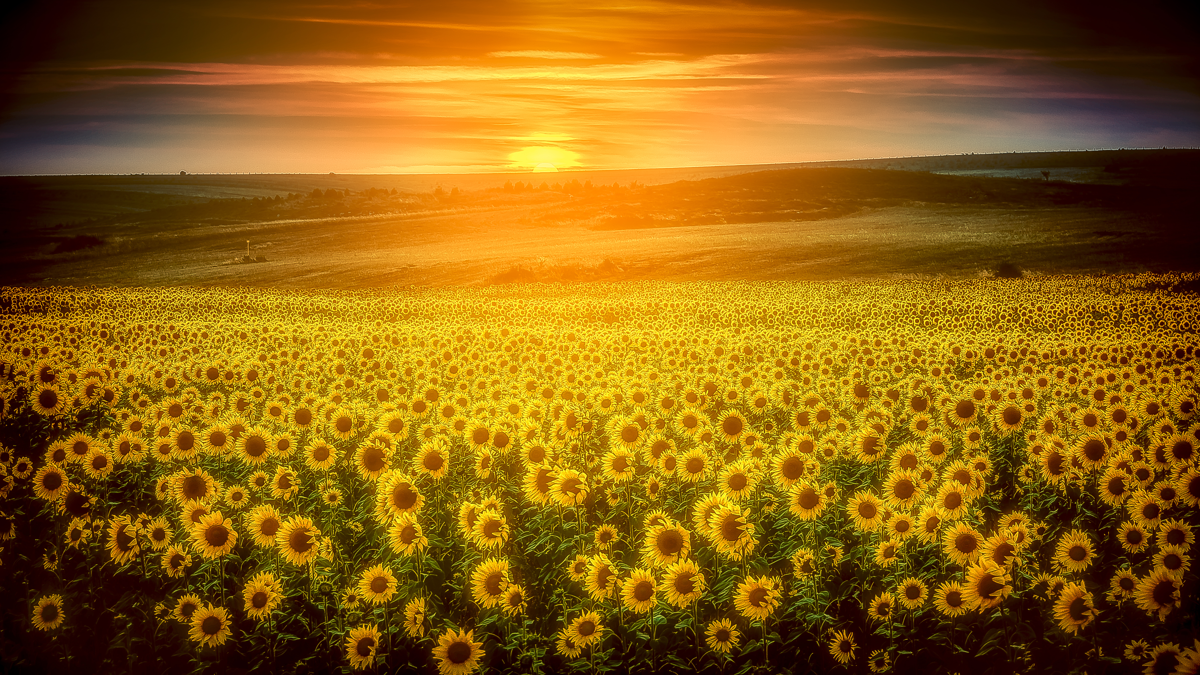 桌面上的壁纸领域 GIRASOLES DE CASTILA 景观