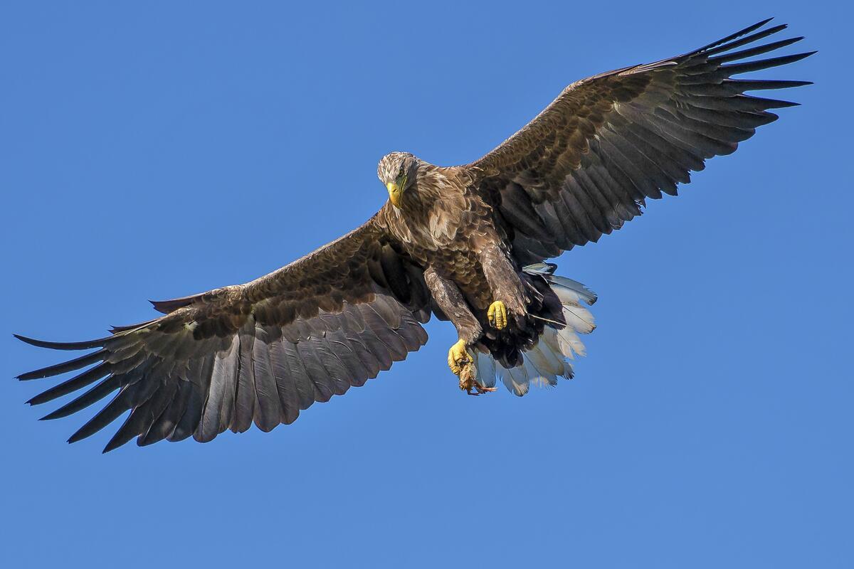 Spread your wings! Bald Eagle - Sasse Photo Bald eagle, Eagles, Beautiful birds