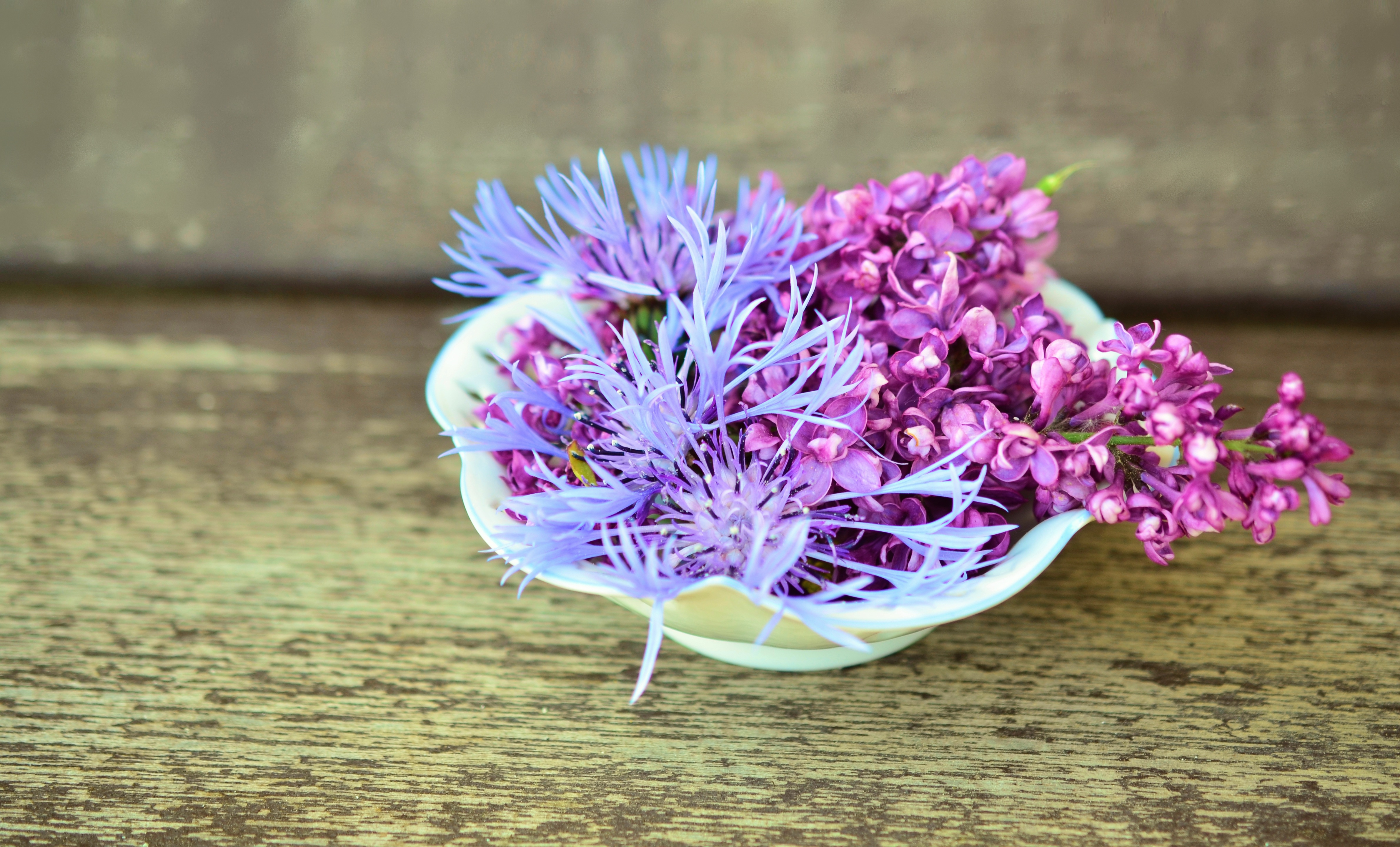 Free photo Purple flowers