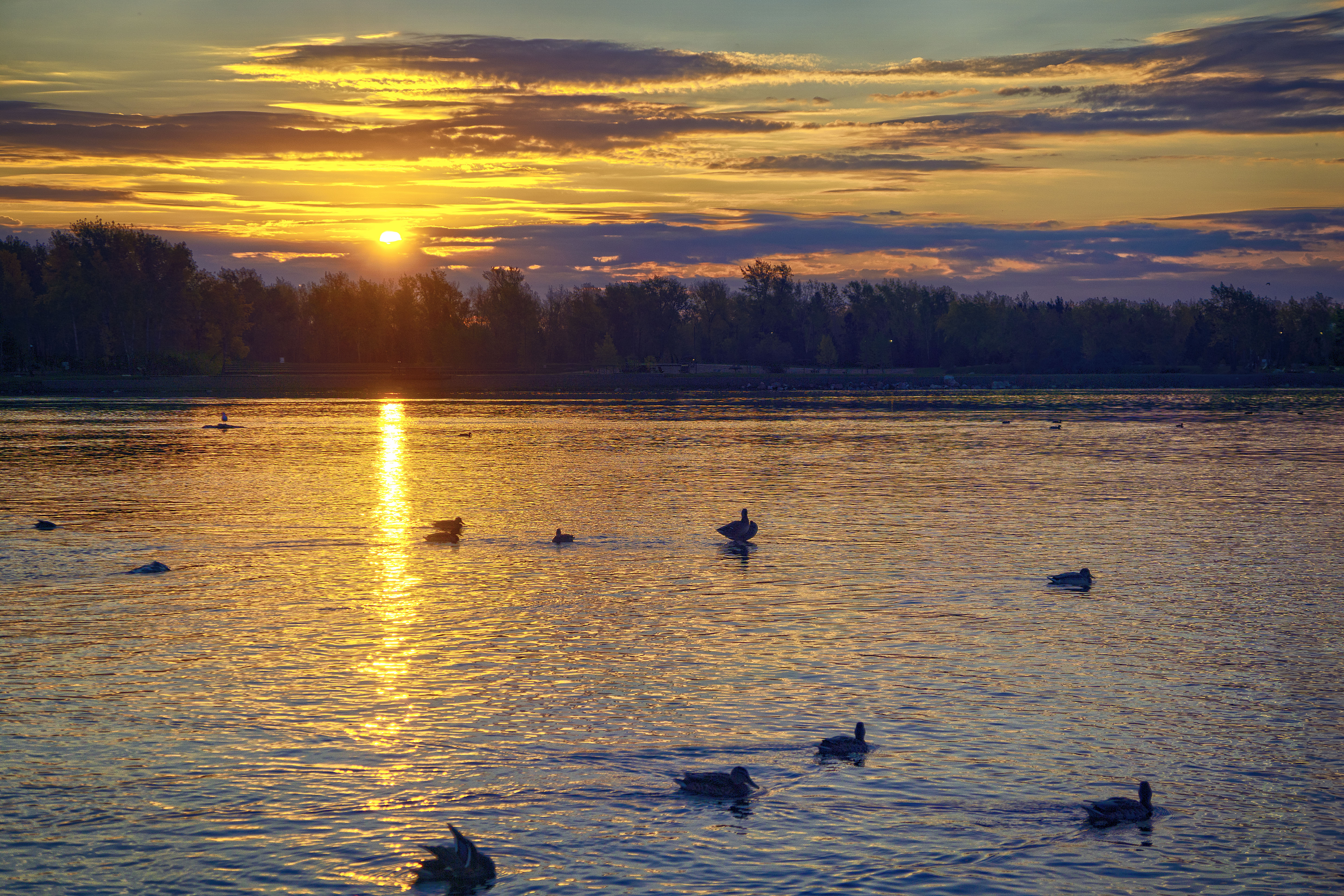 Yenisei River with ducks in Siberia