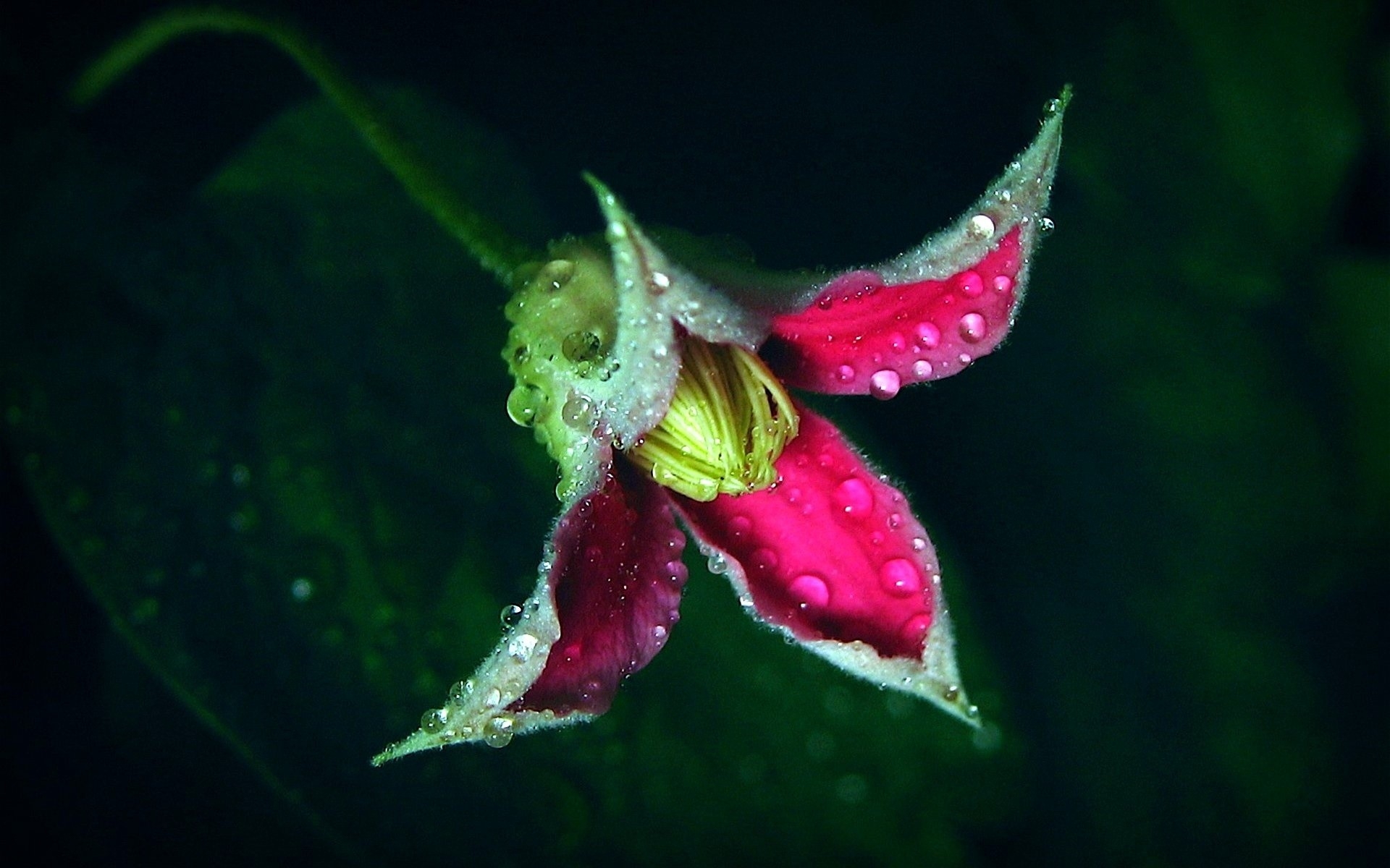 Water droplets on a flower