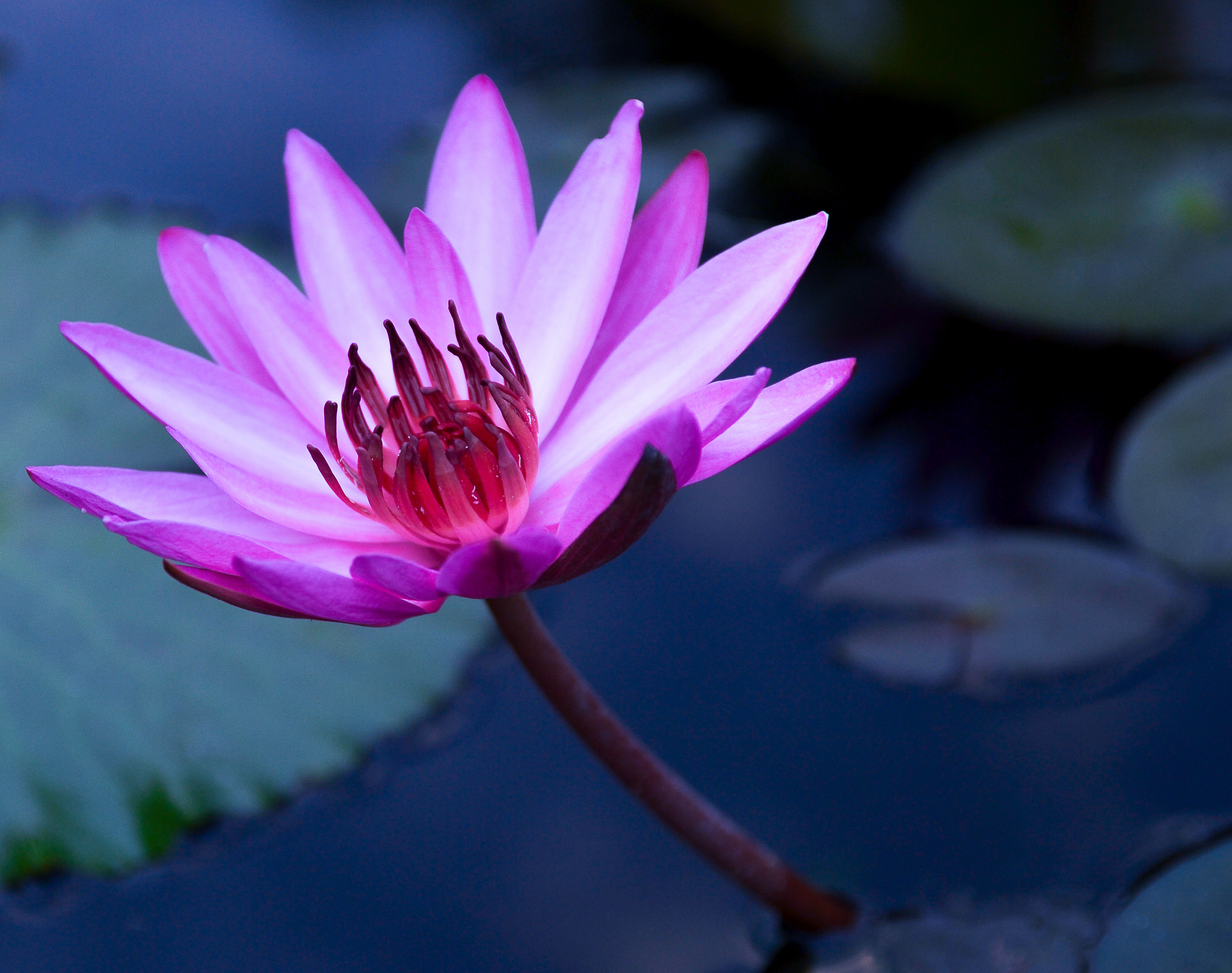 Wallpapers flora pink flower flower on the desktop