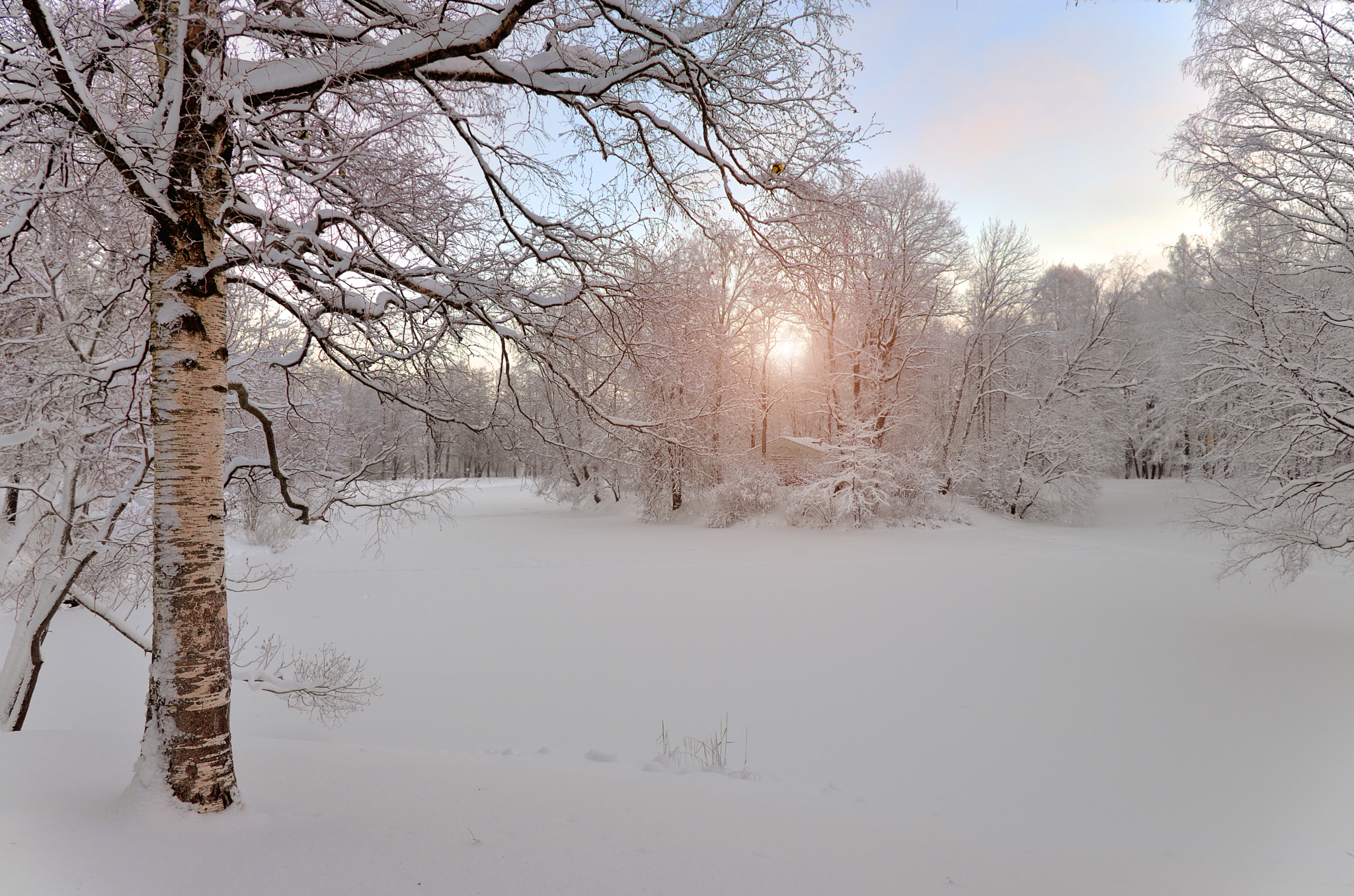 Free photo Snow nature