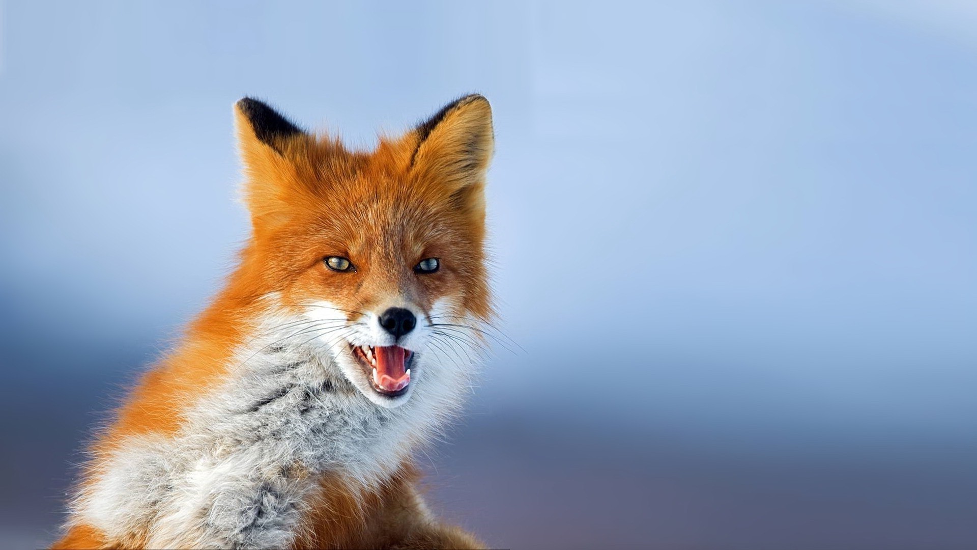 Wallpapers animals wildlife fur on the desktop