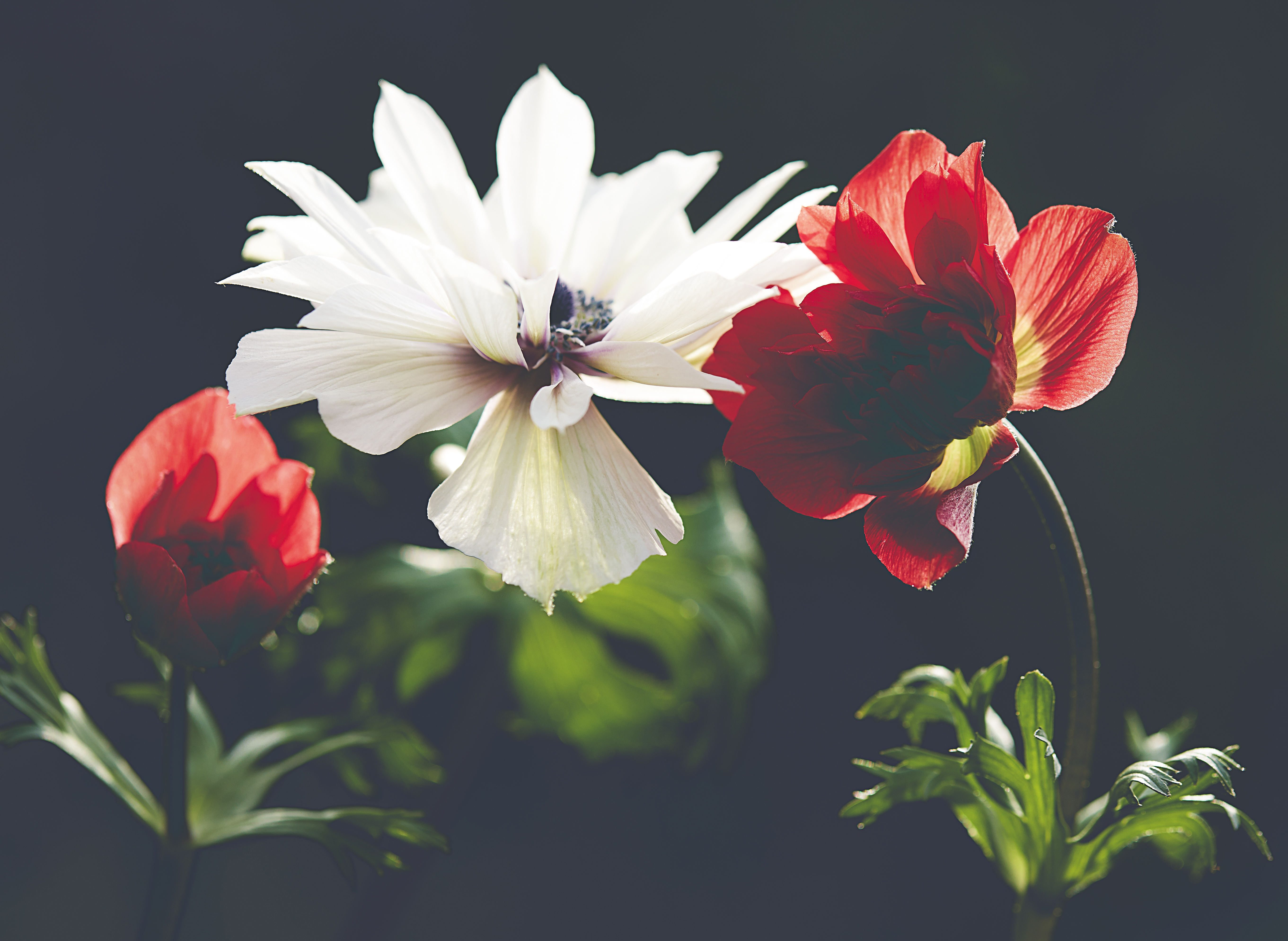 Wallpapers close wallpaper red and white flowers flowers on the desktop