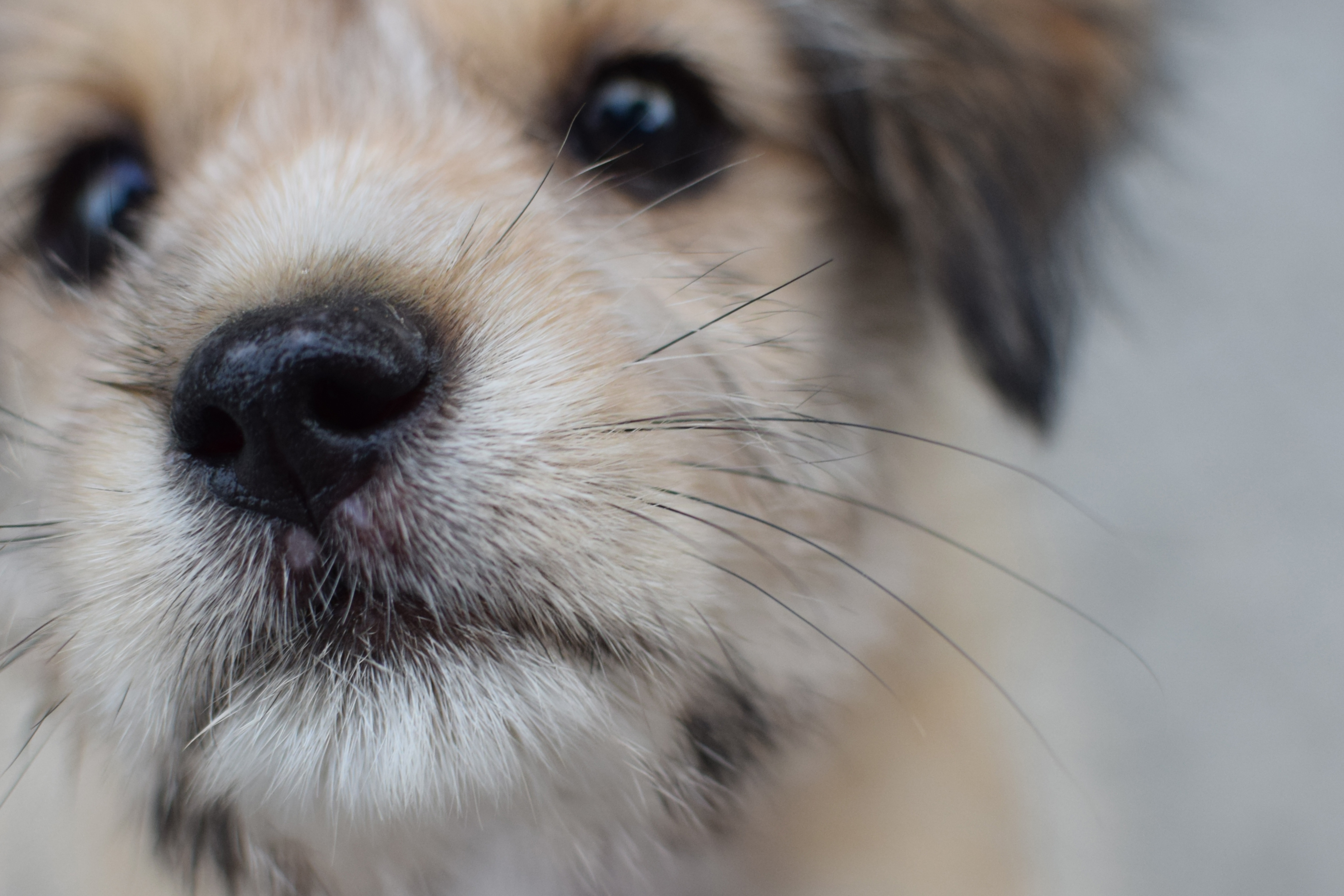 Free photo Close-up of the dog`s face