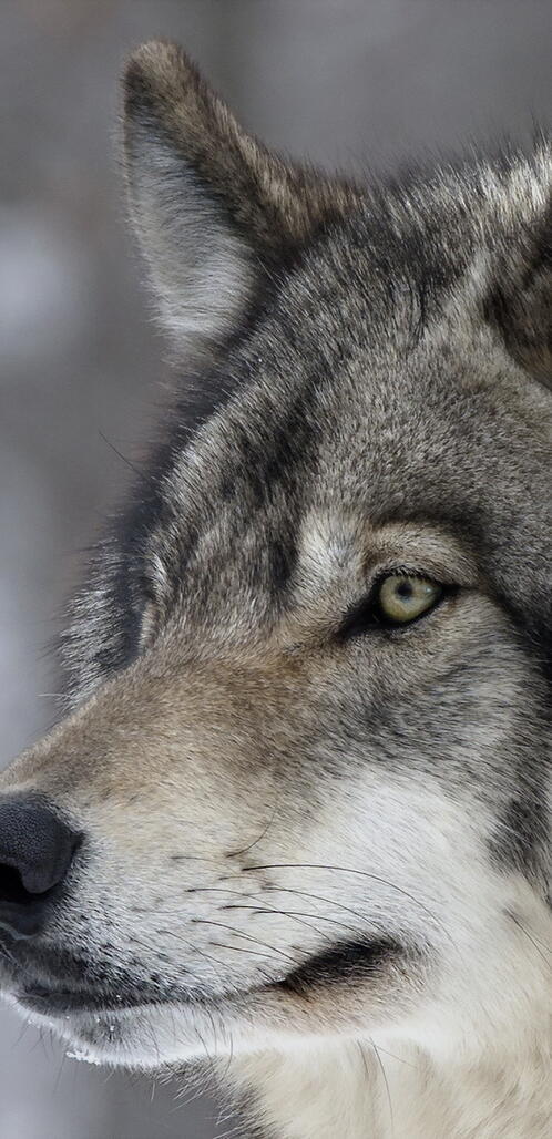 Бесплатное фото Взгляд волка