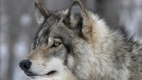 Бесплатное фото Взгляд волка