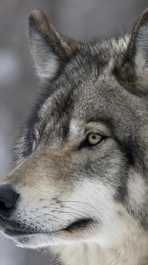 Бесплатное фото Взгляд волка