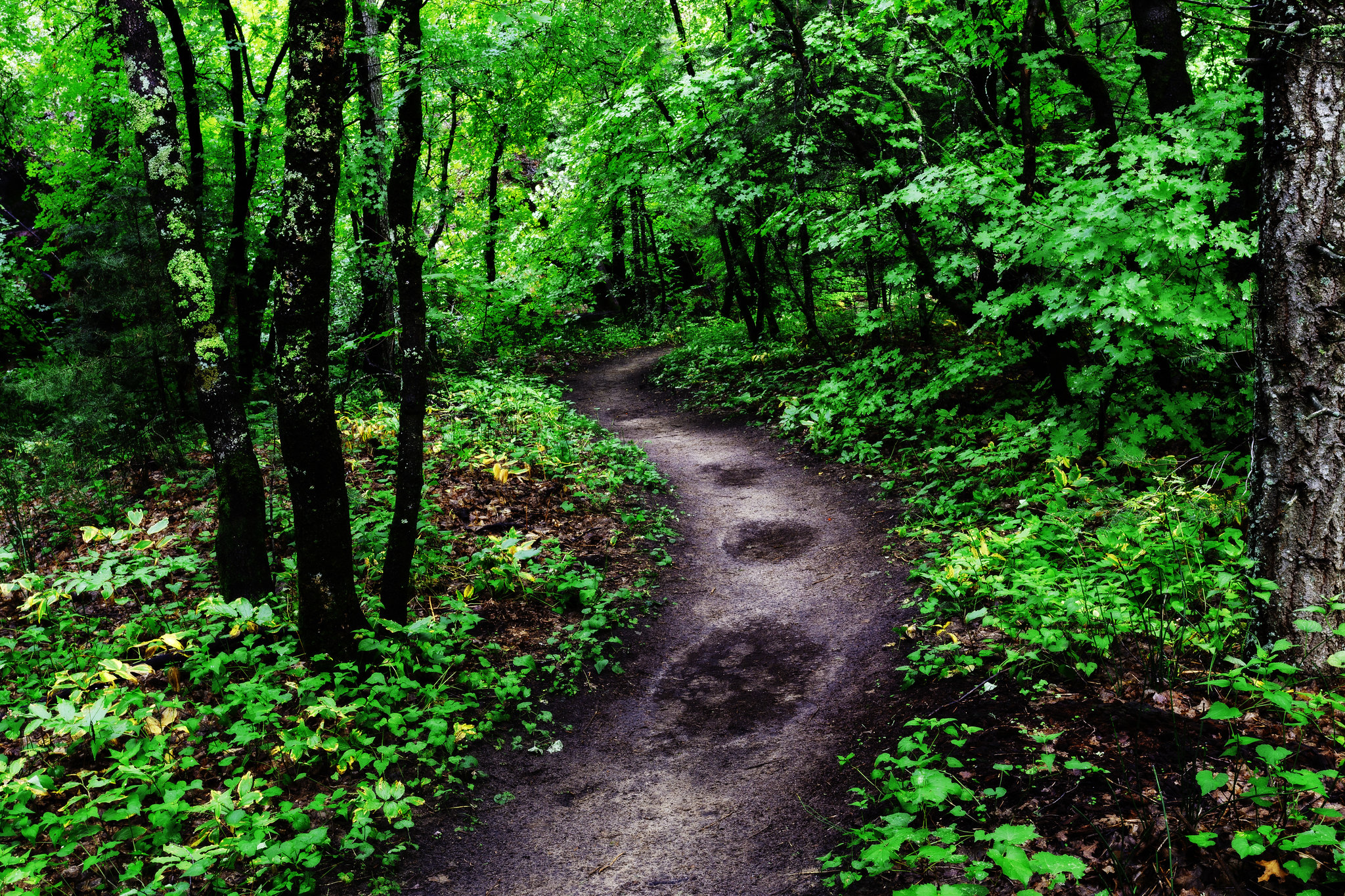 Free photo A trail in a dark forest