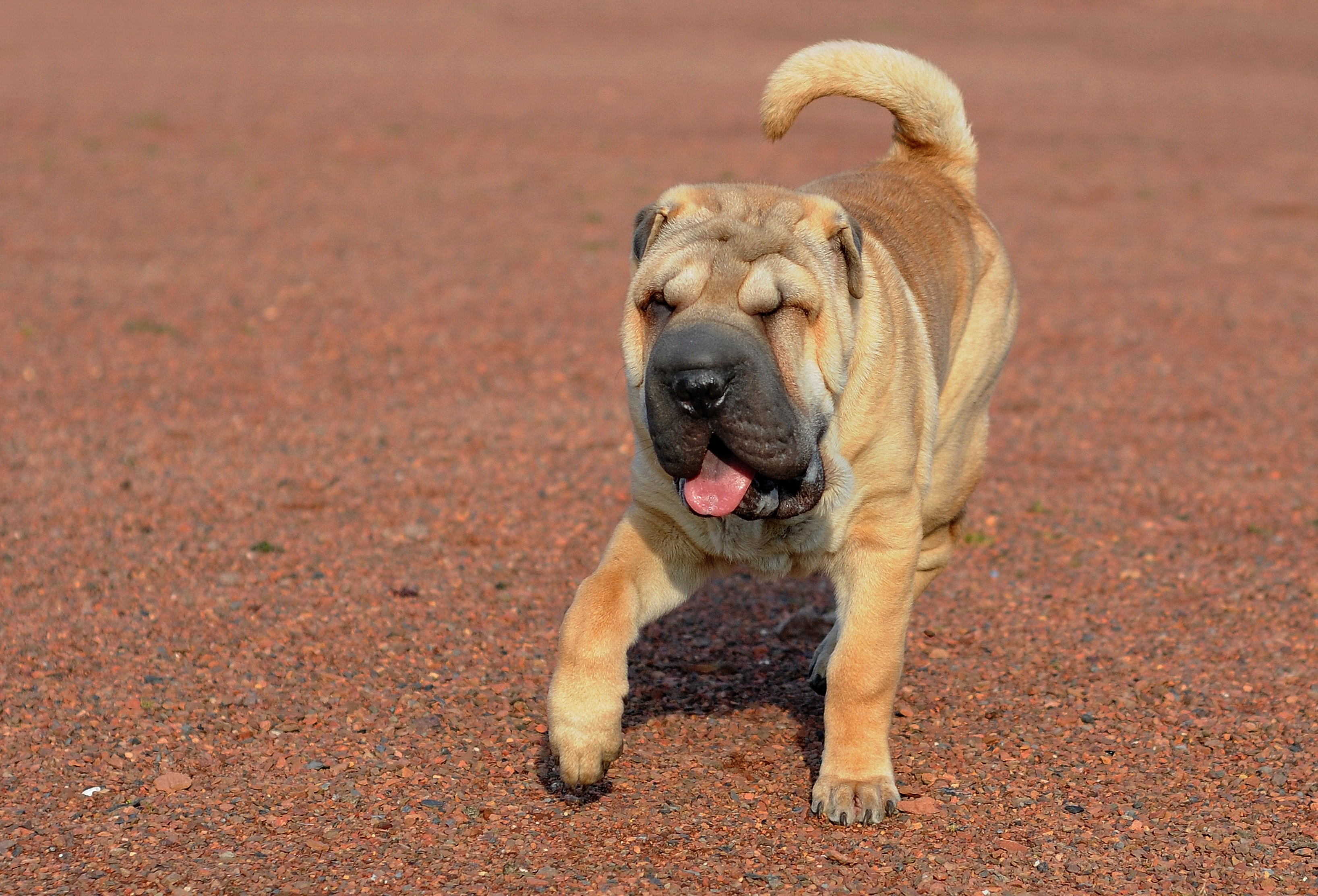 Free photo An old shar-pei dog