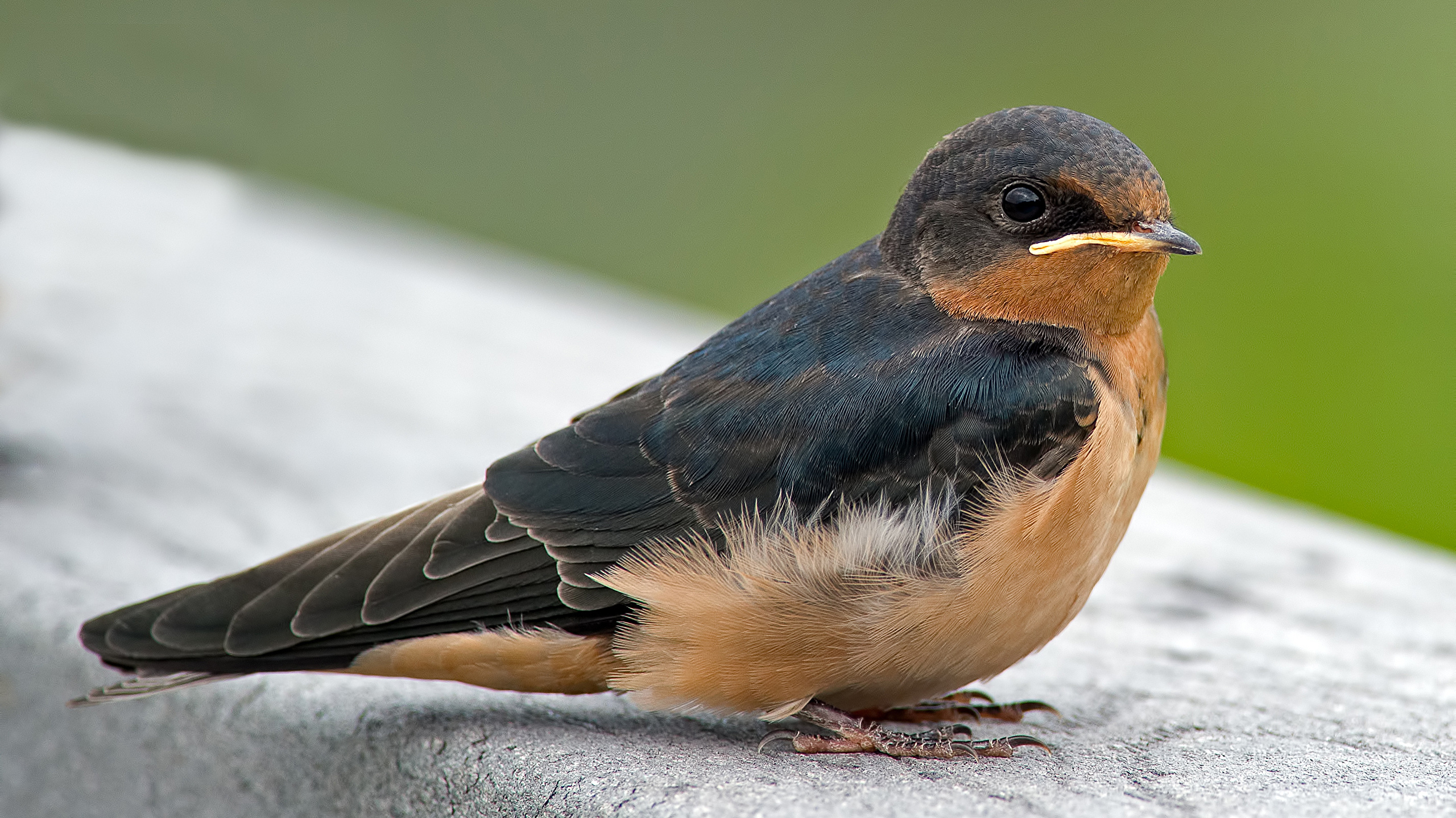 Free photo A little bird with a big flap