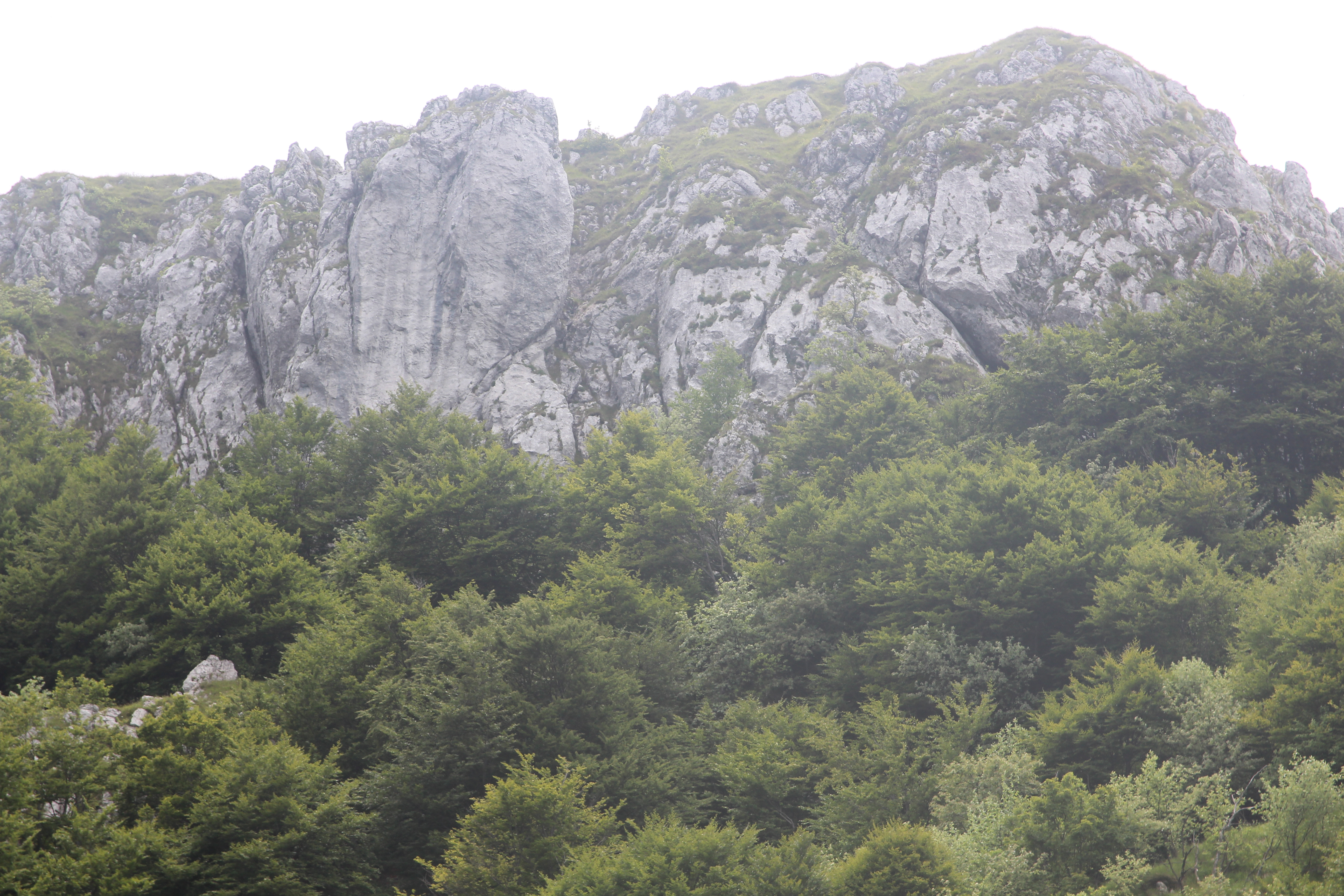 Обои лес дикая местность горы на рабочий стол