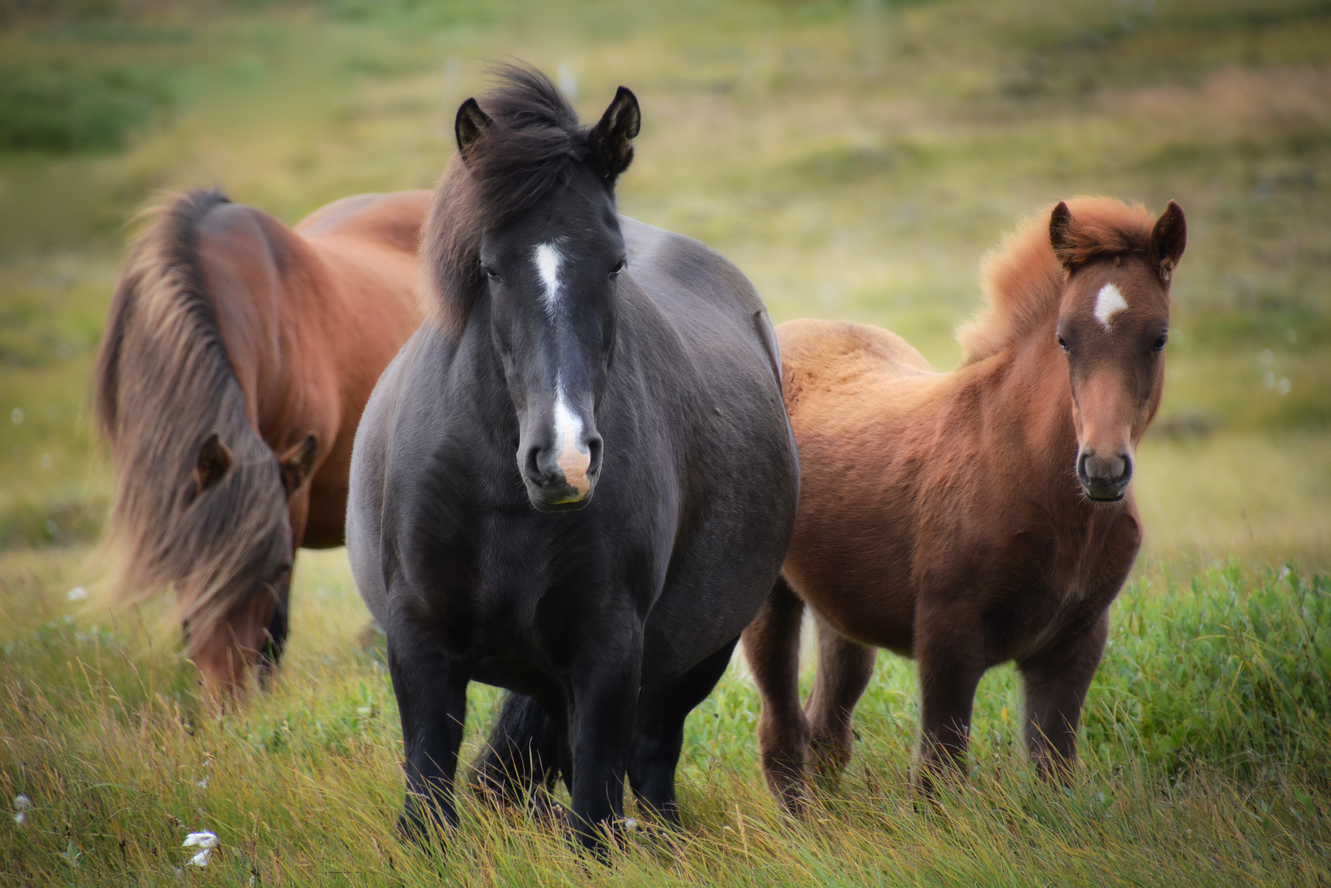 草地上的三匹西班牙马