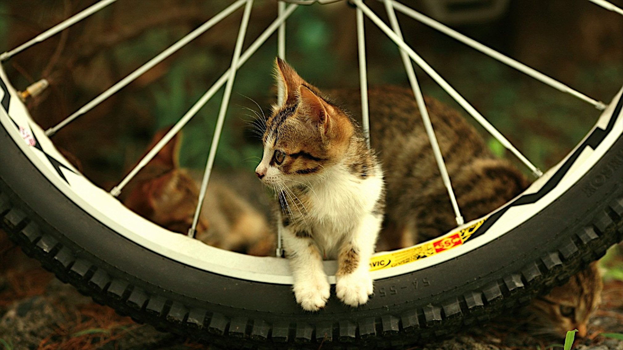 免费照片一只小猫从自行车的辐条中钻了出来