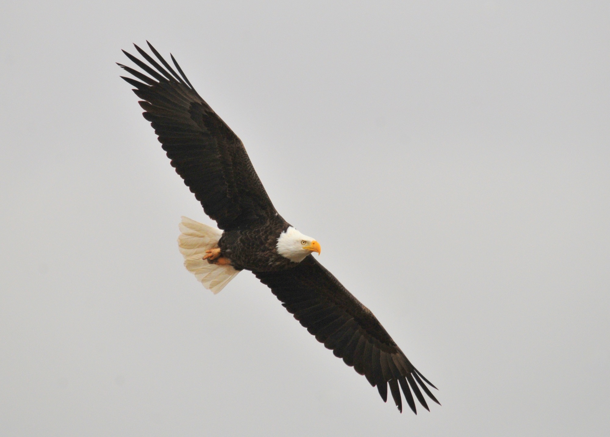 Wallpapers nature bird wing on the desktop