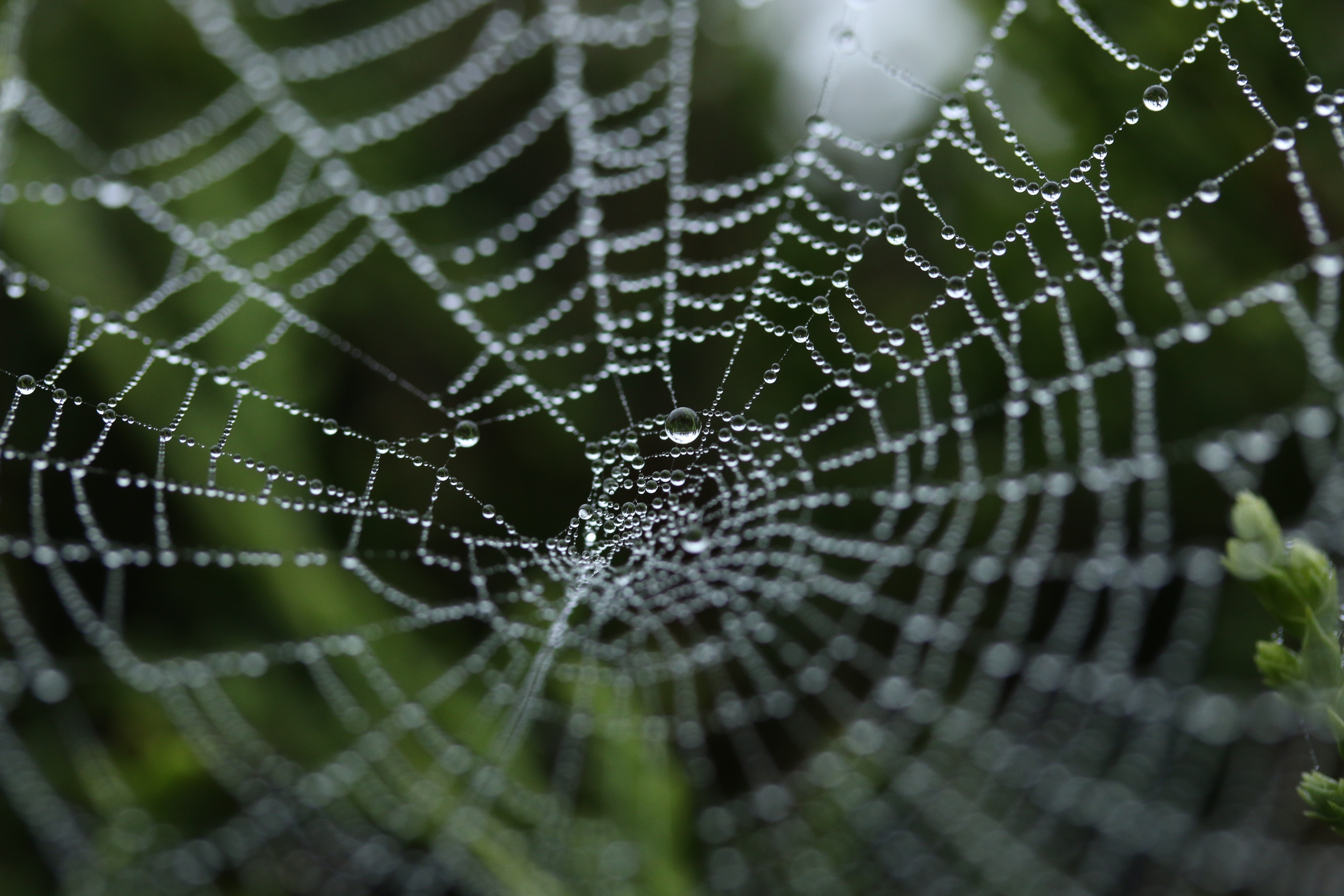 Free photo Cobwebs after the rain