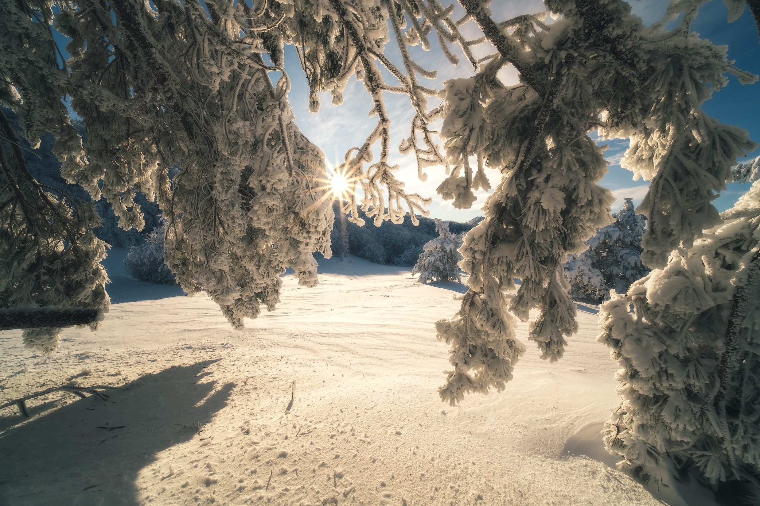 Free photo Snow-covered forest on the top of Ai-Petri