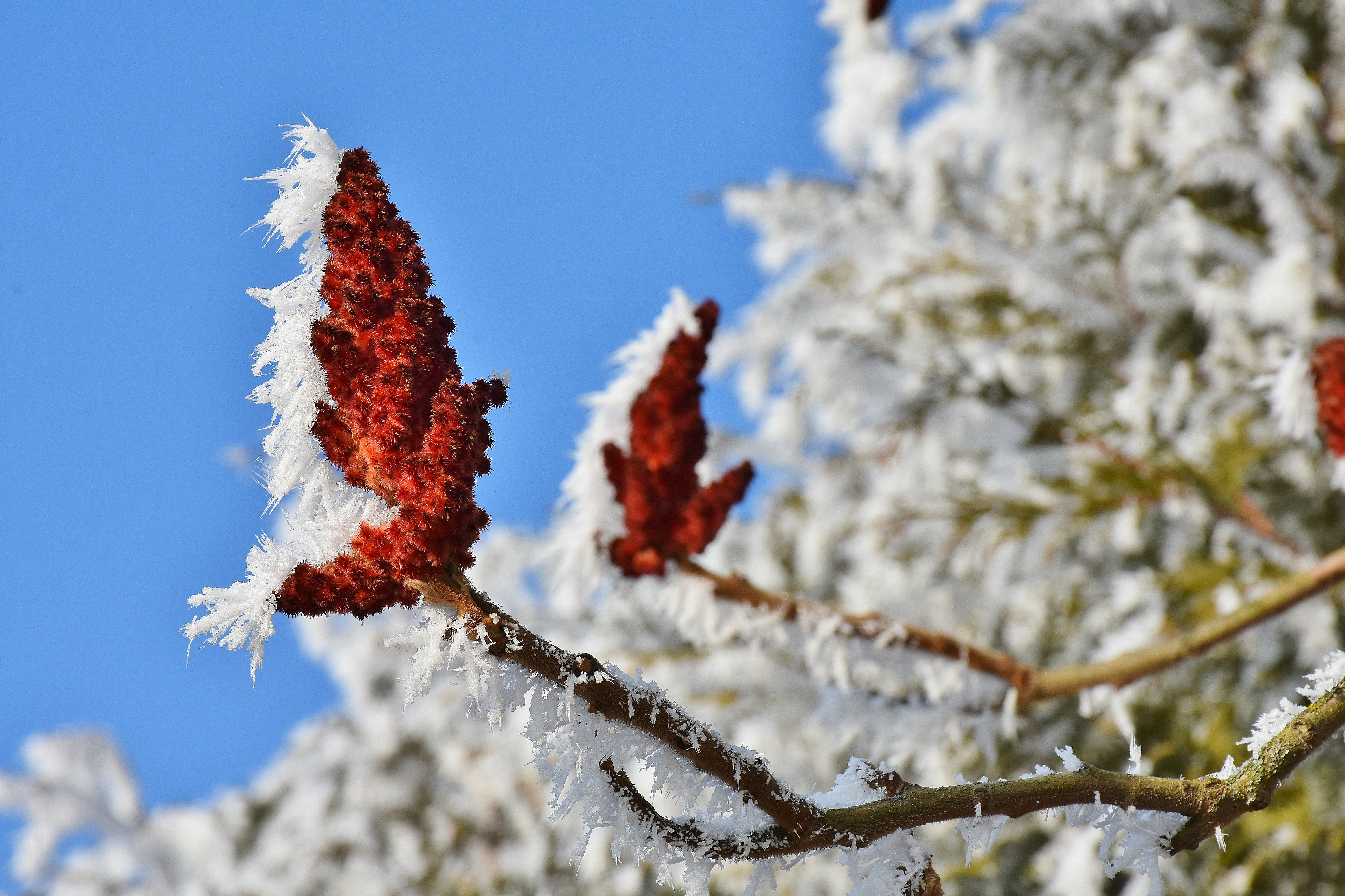 Free photo Frozen tree leaves covered with hoarfrost