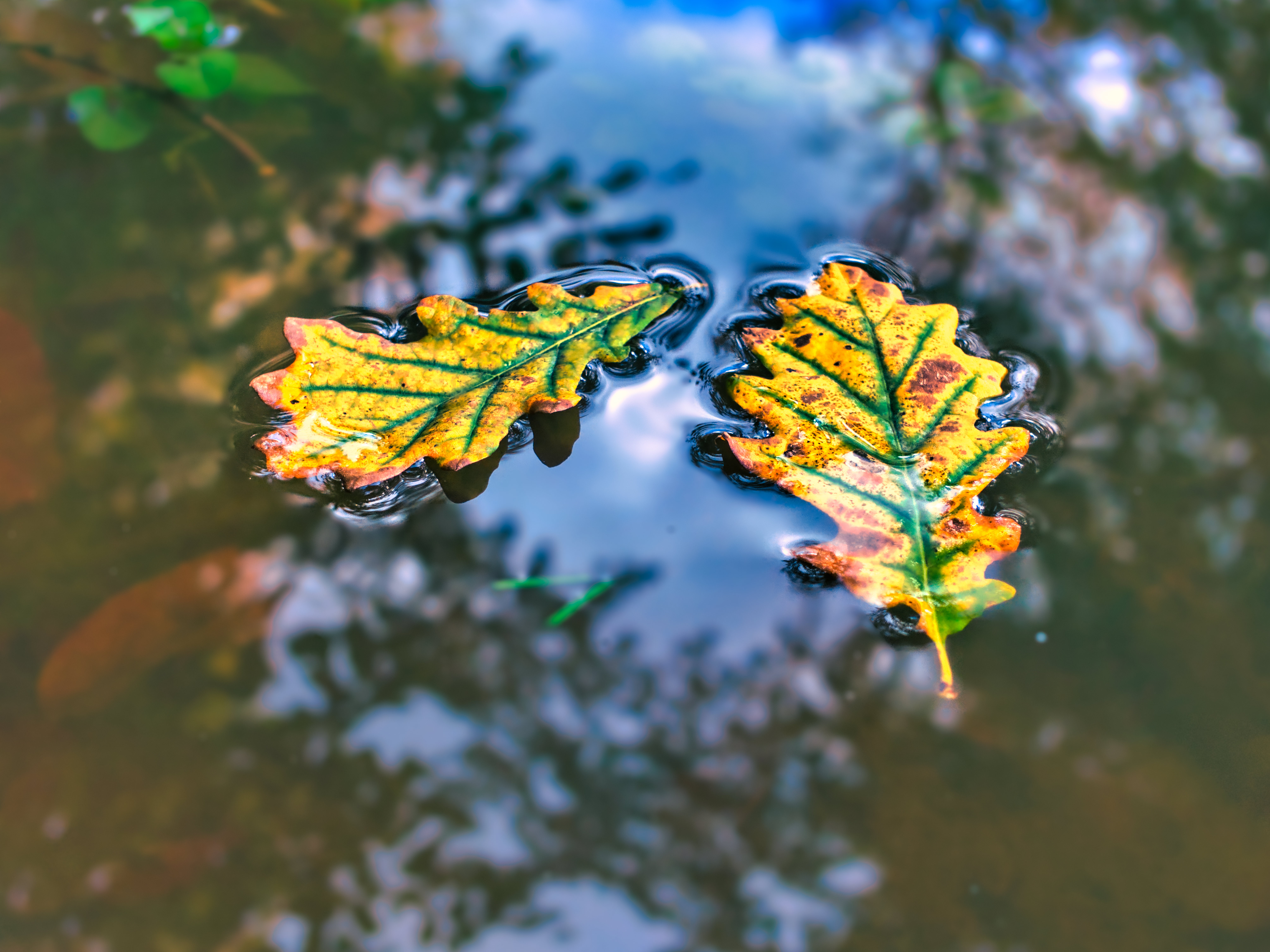 Free photo A picture of fallen leaves on the water.