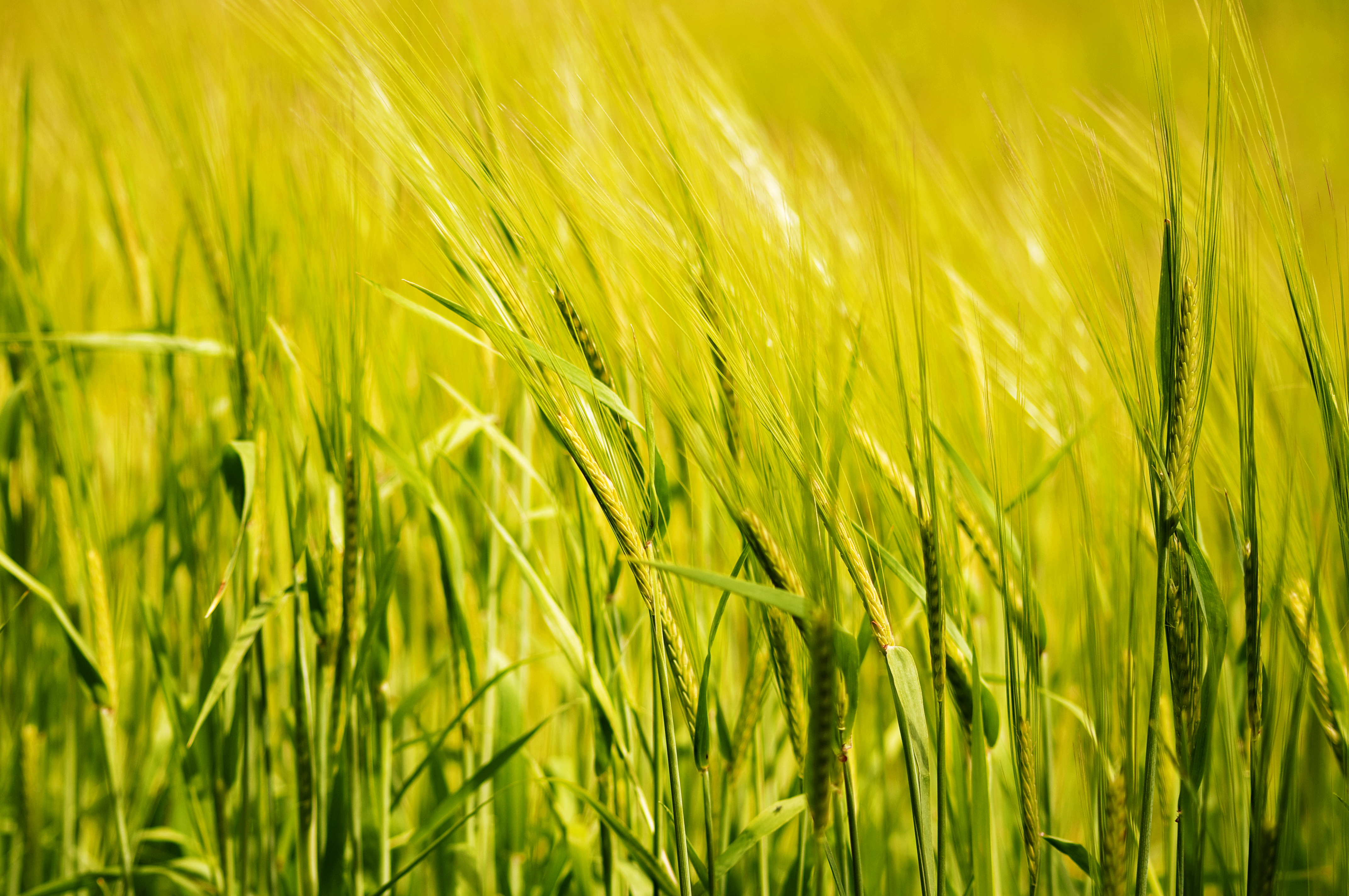 Free photo Grass of the Pristine Field