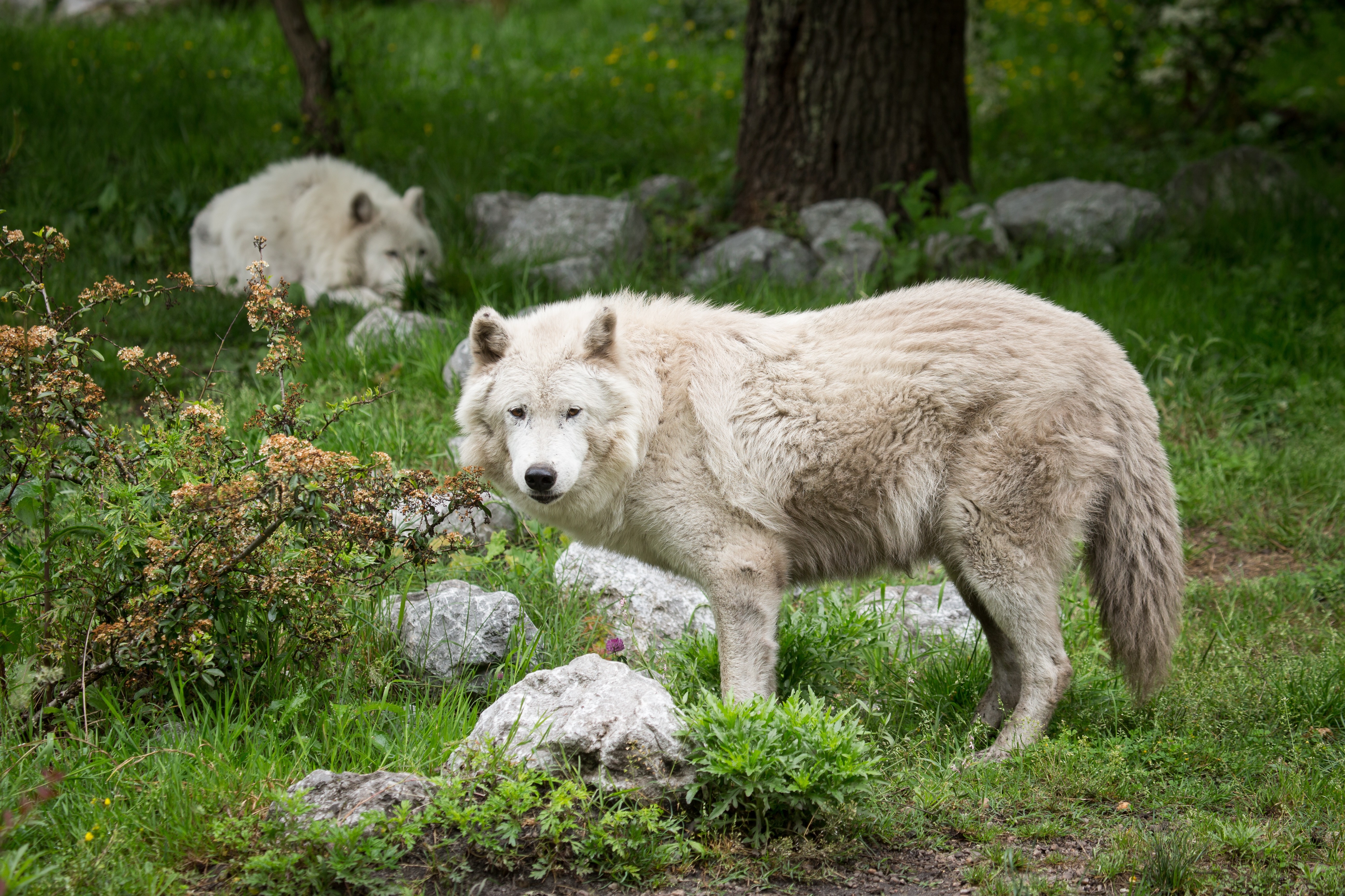 桌面上的壁纸白狼 植物 树木