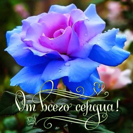 一张以花卉GIF是美丽的 蓝花 鲜花为主题的明信片