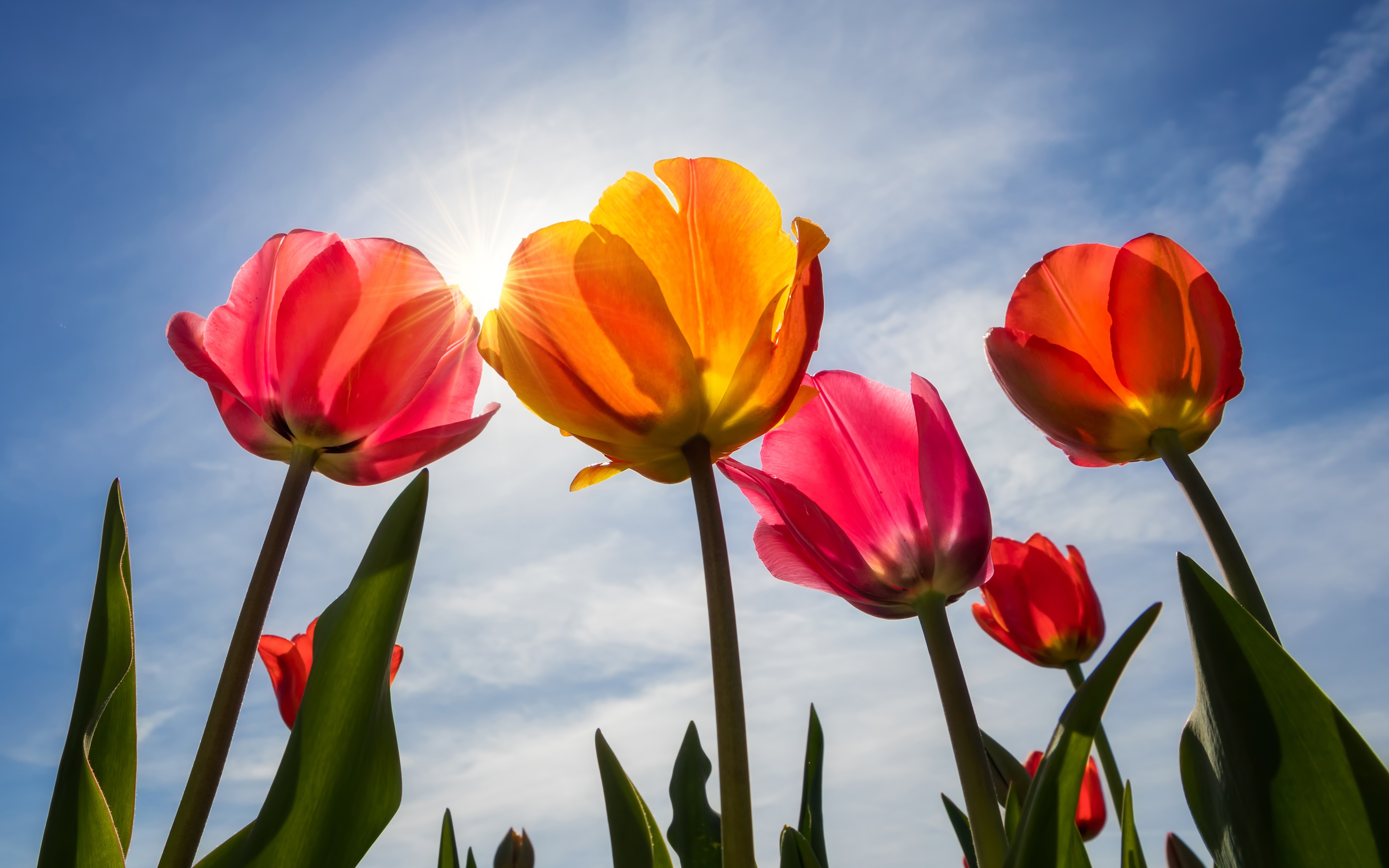 Wallpapers colorful tulips sunlight clouds on the desktop