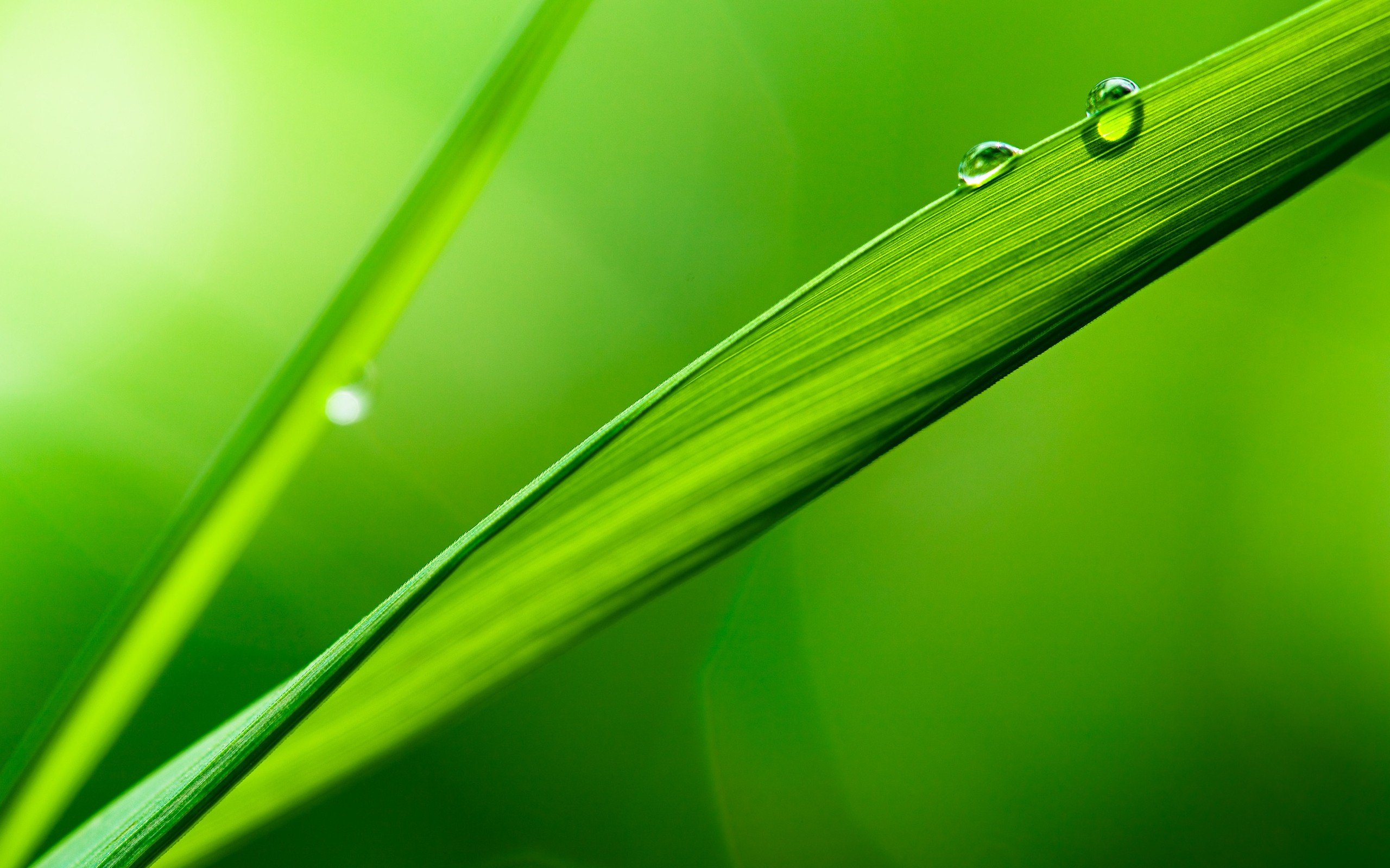 Wallpapers shooting depth drops green grass on the desktop